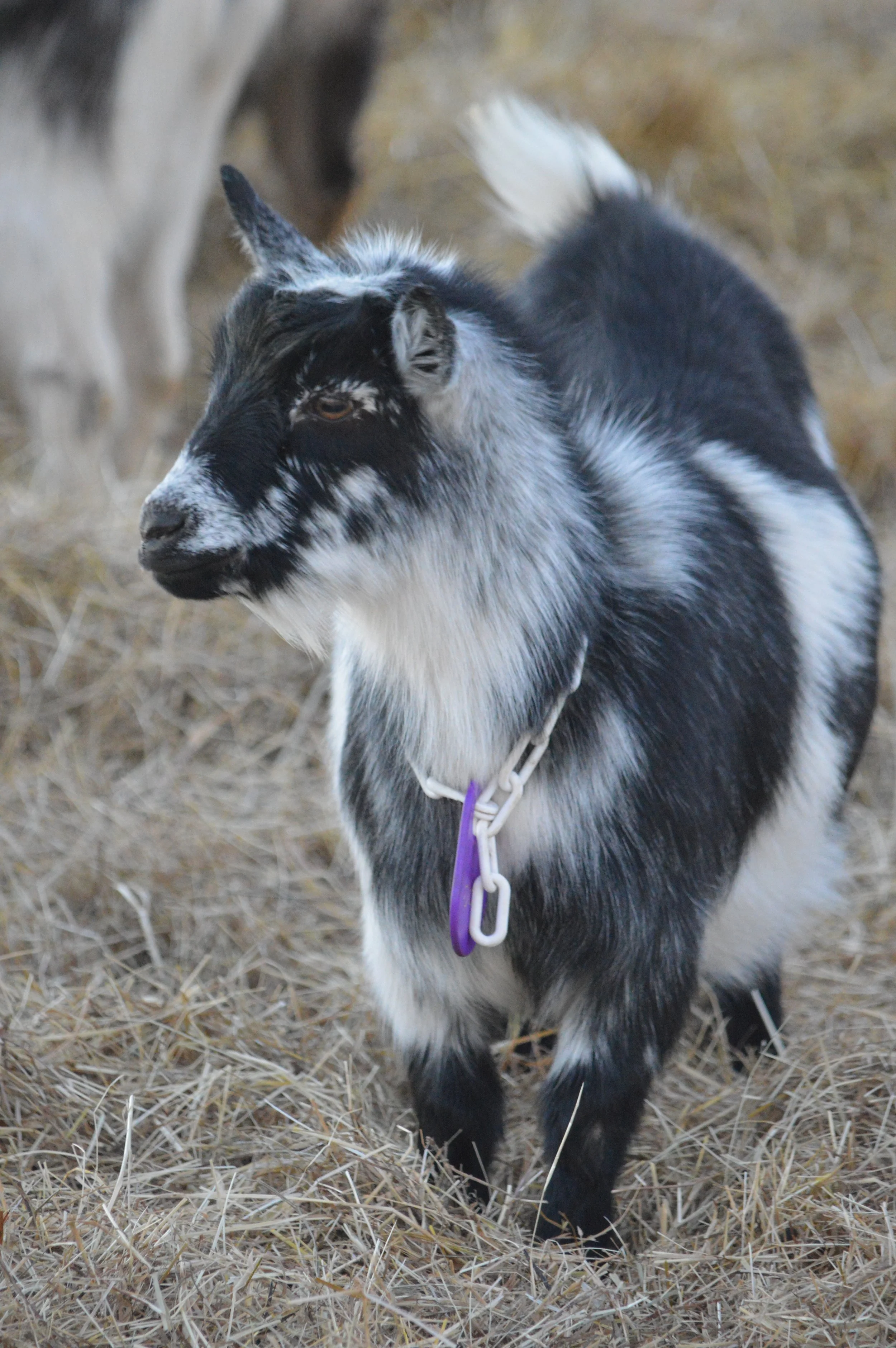 Dove as a yearling, pictured 01/30/2024