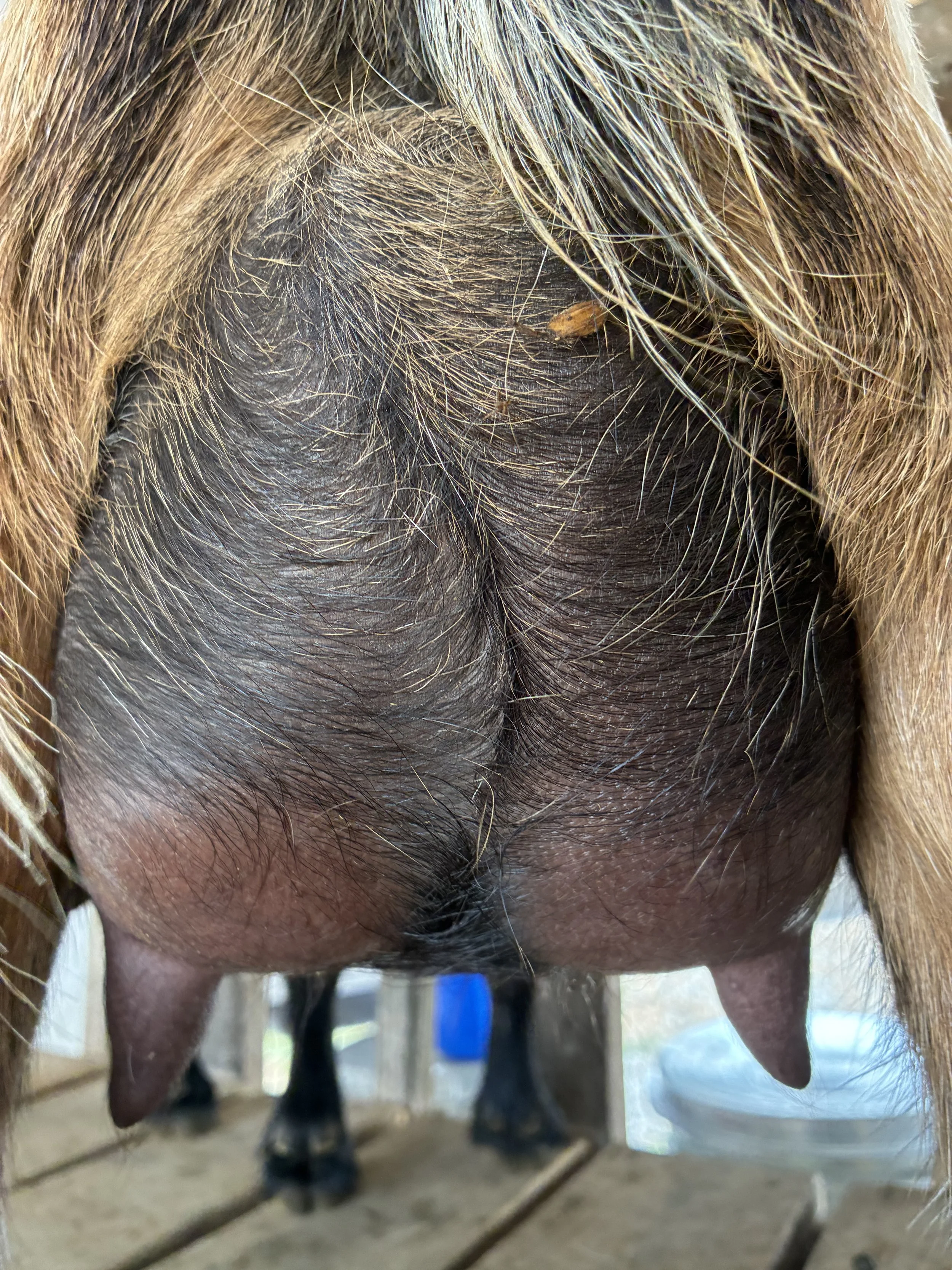 Quita (FF) pictured 9/04/2025, freshened 6/10/2025