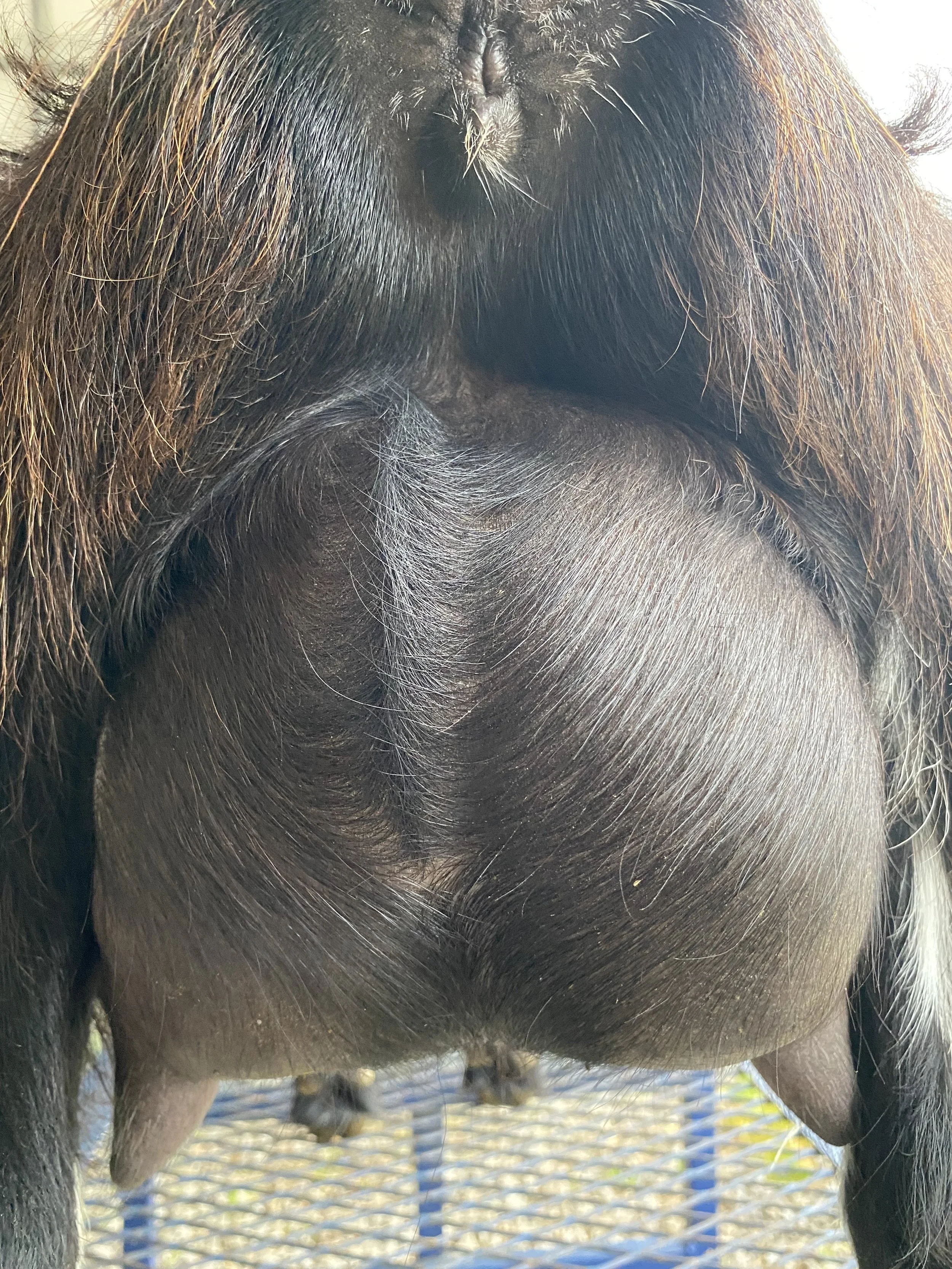 Penny pictured 5/12/25