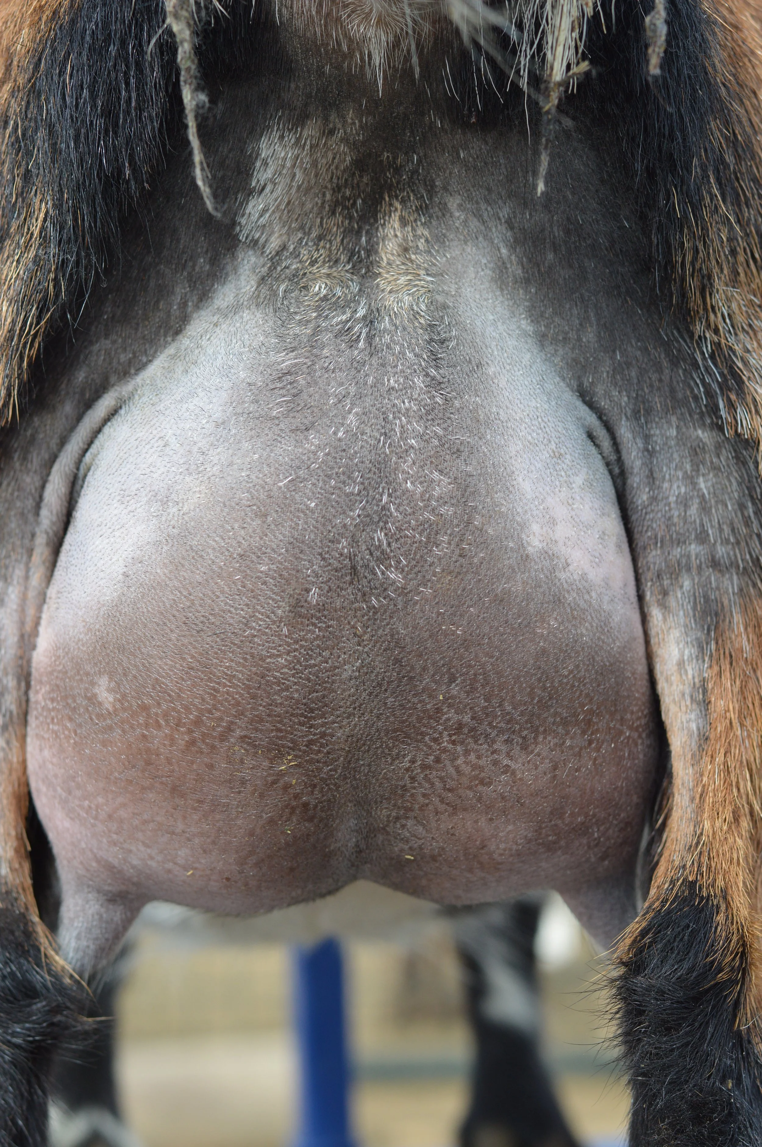 First freshening, kidded 2/13/23 with twin bucklings; photo taken 3/1/23