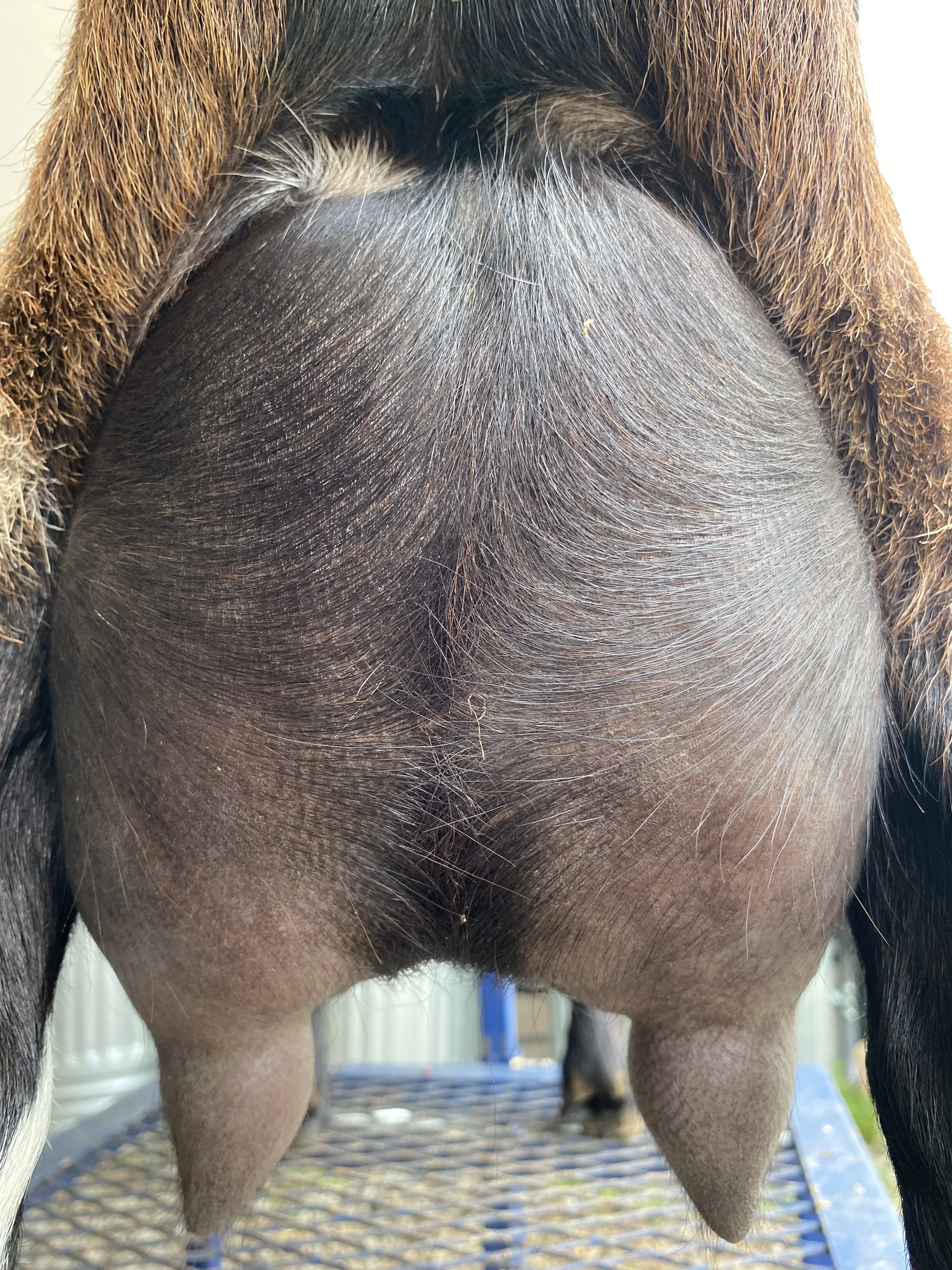 Bindi pictured 5/20/25