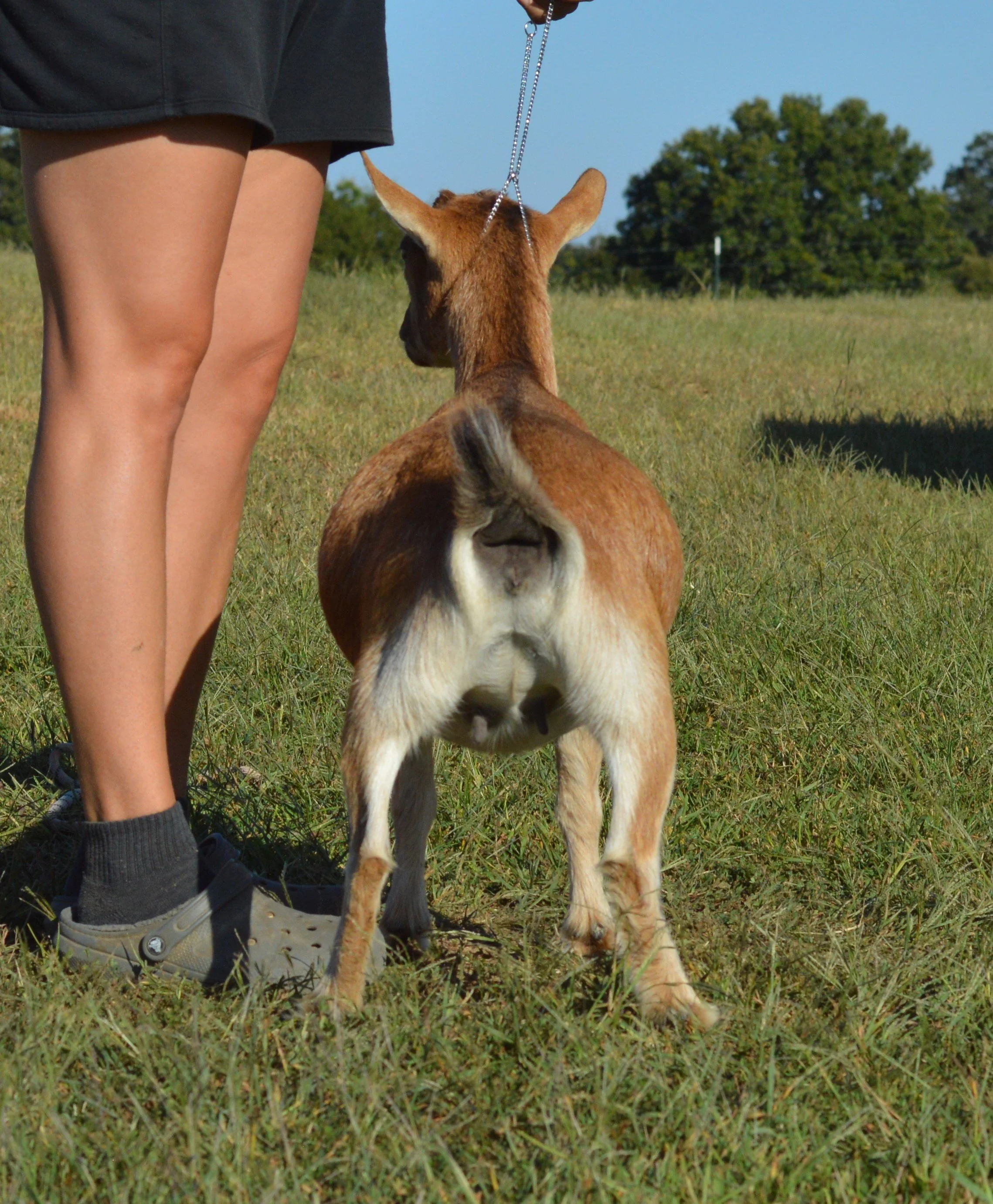 Dusty as a dry yearling, photo taken 09/27/2022