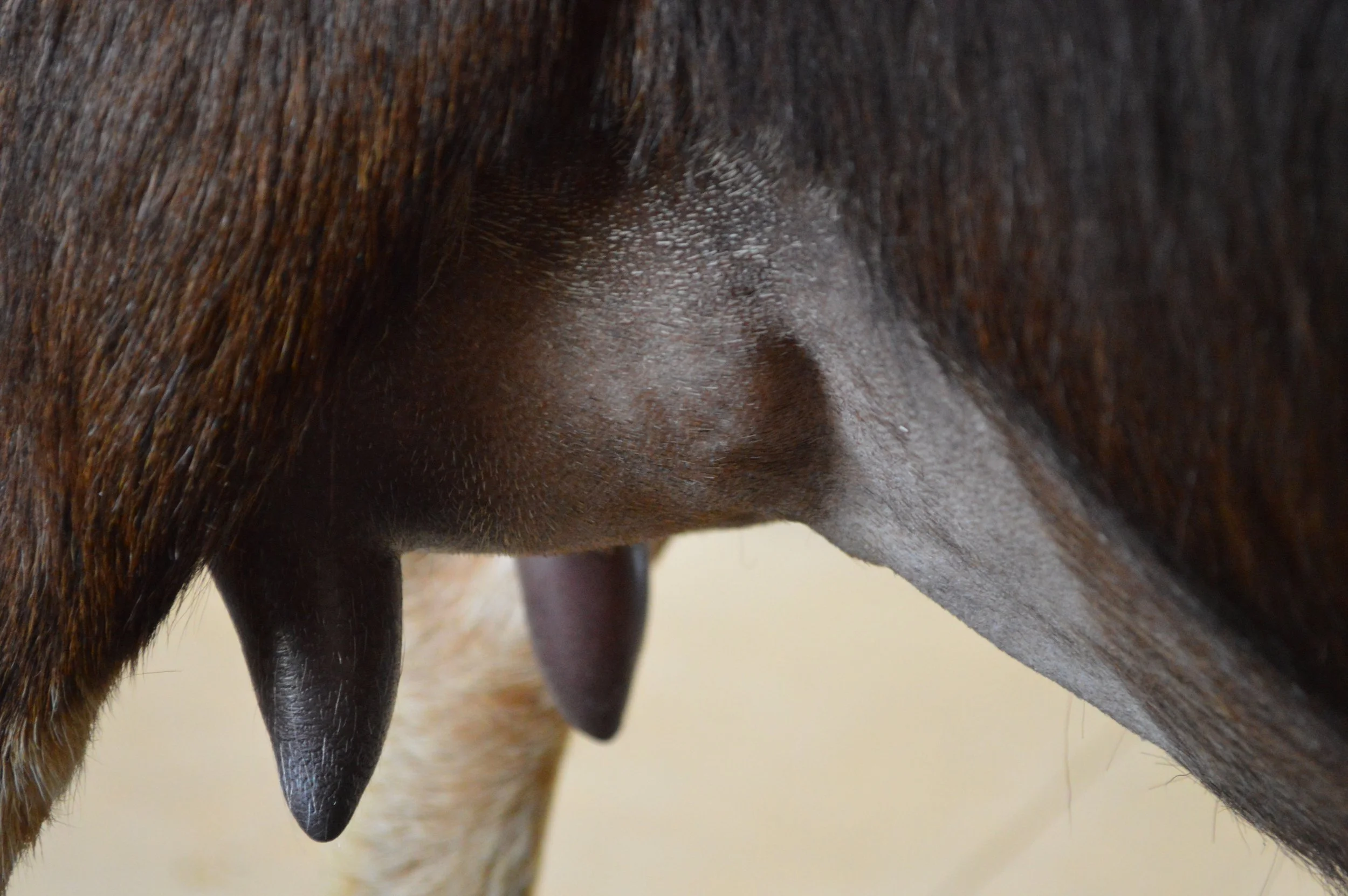 Tippy's second freshening, photo taken 03/08/2022 (freshened 02/07/2022)