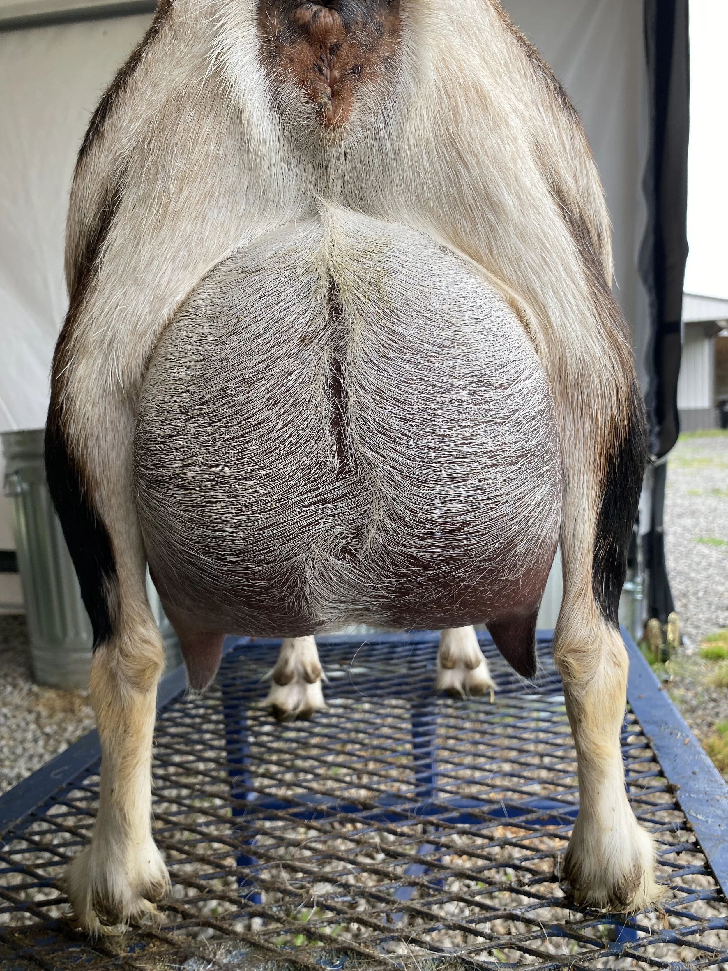 Flamyngo (3F) pictured 5/12/25