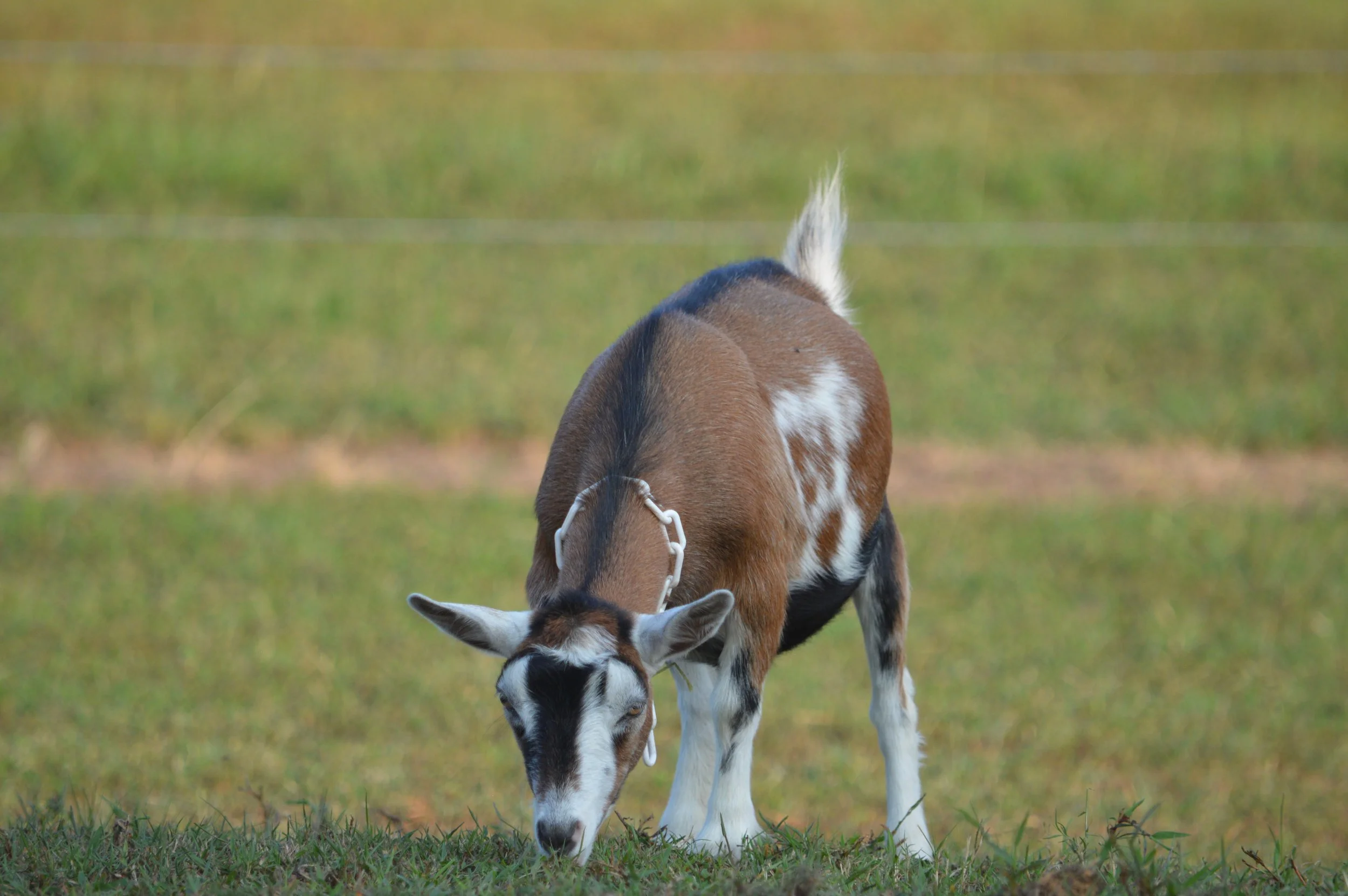 Shrimp pictured dry, photo taken 09/09/2024