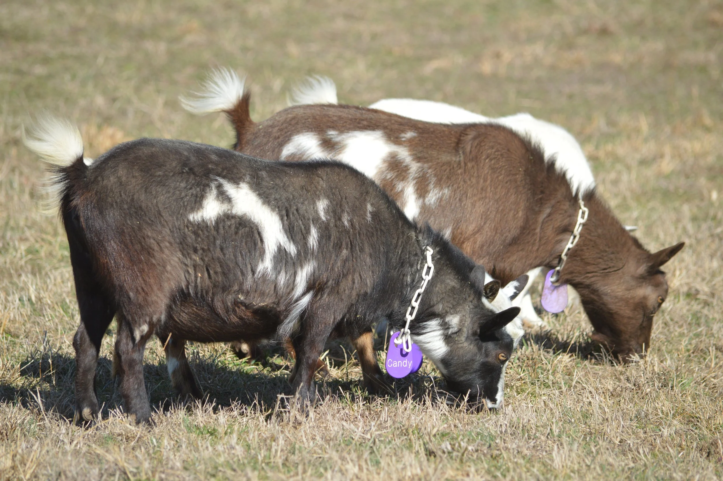 Candy (F) pictured 2/12/26