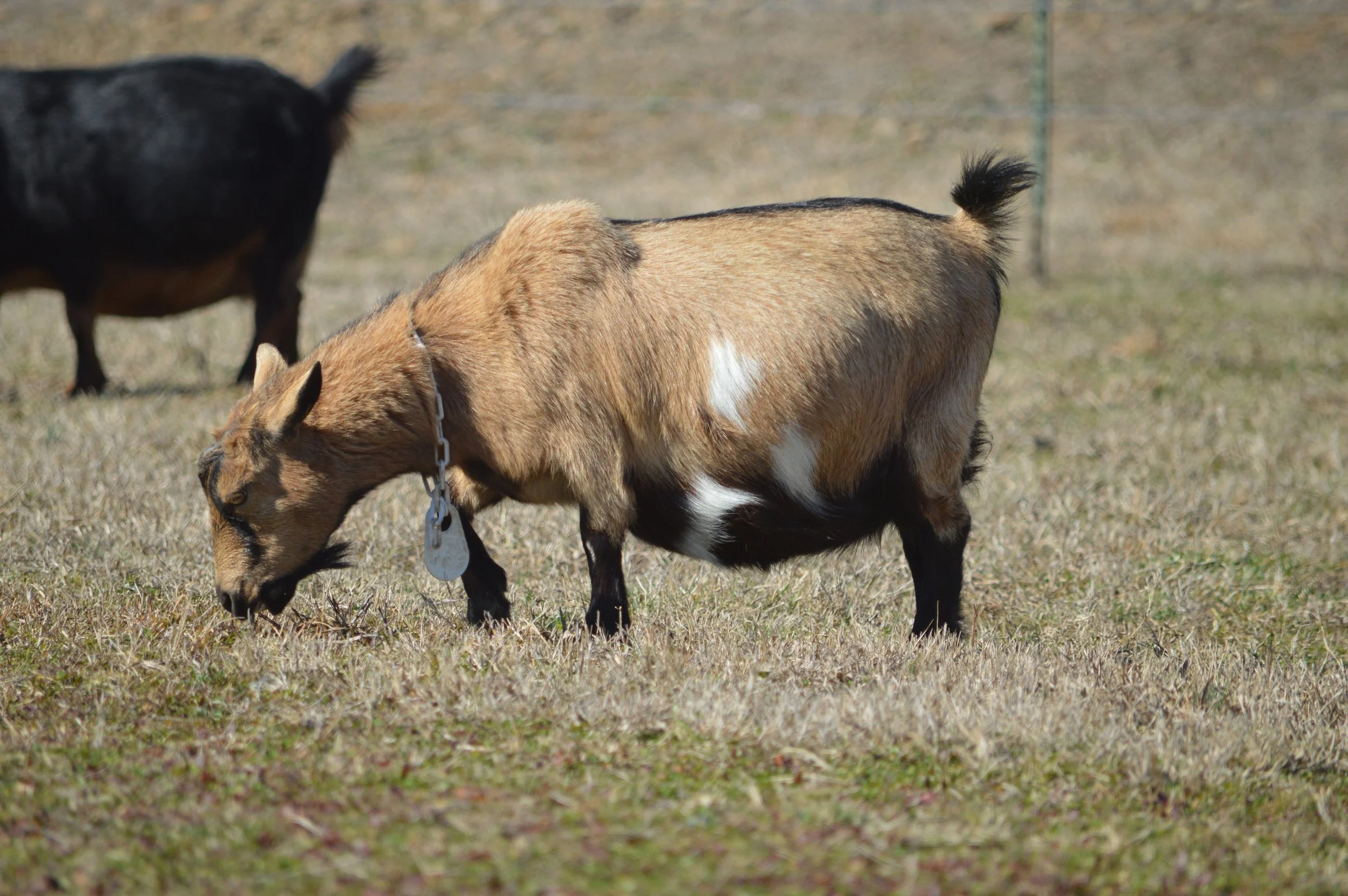 Miss Me pictured 2/12/26 as a 9 year old