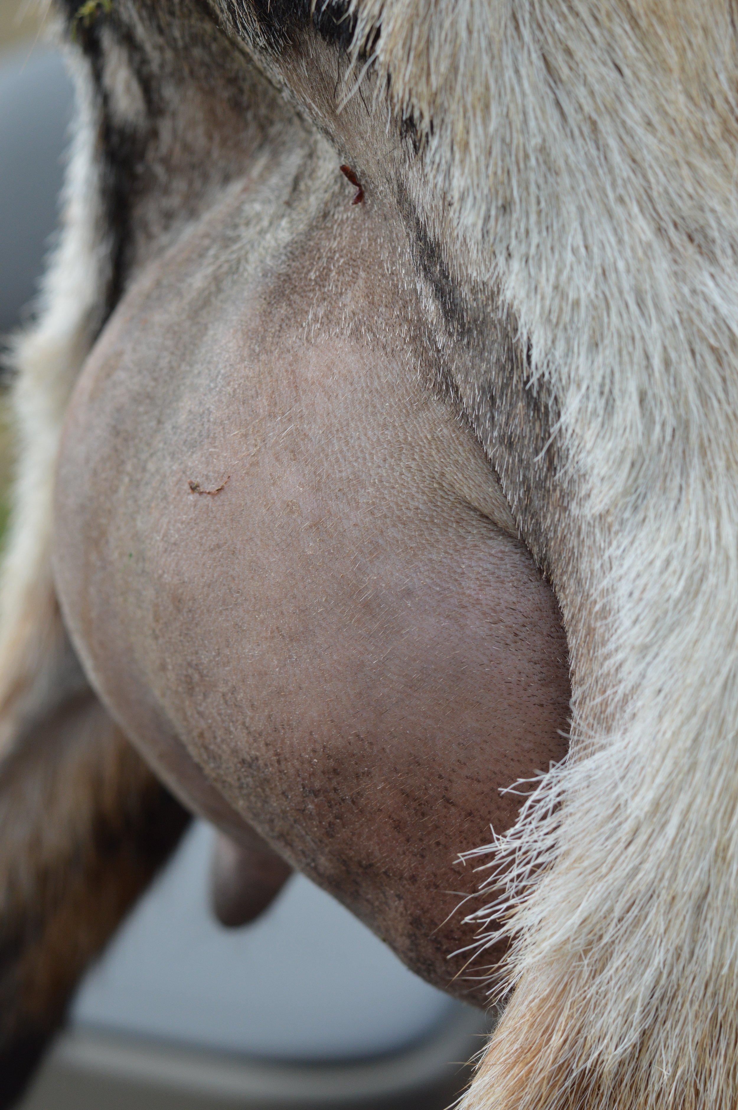 Second freshening, kidded 2/18/23 with triplets, 2 does (1 DOA) & 1 buckling; photo taken 3/1/23
