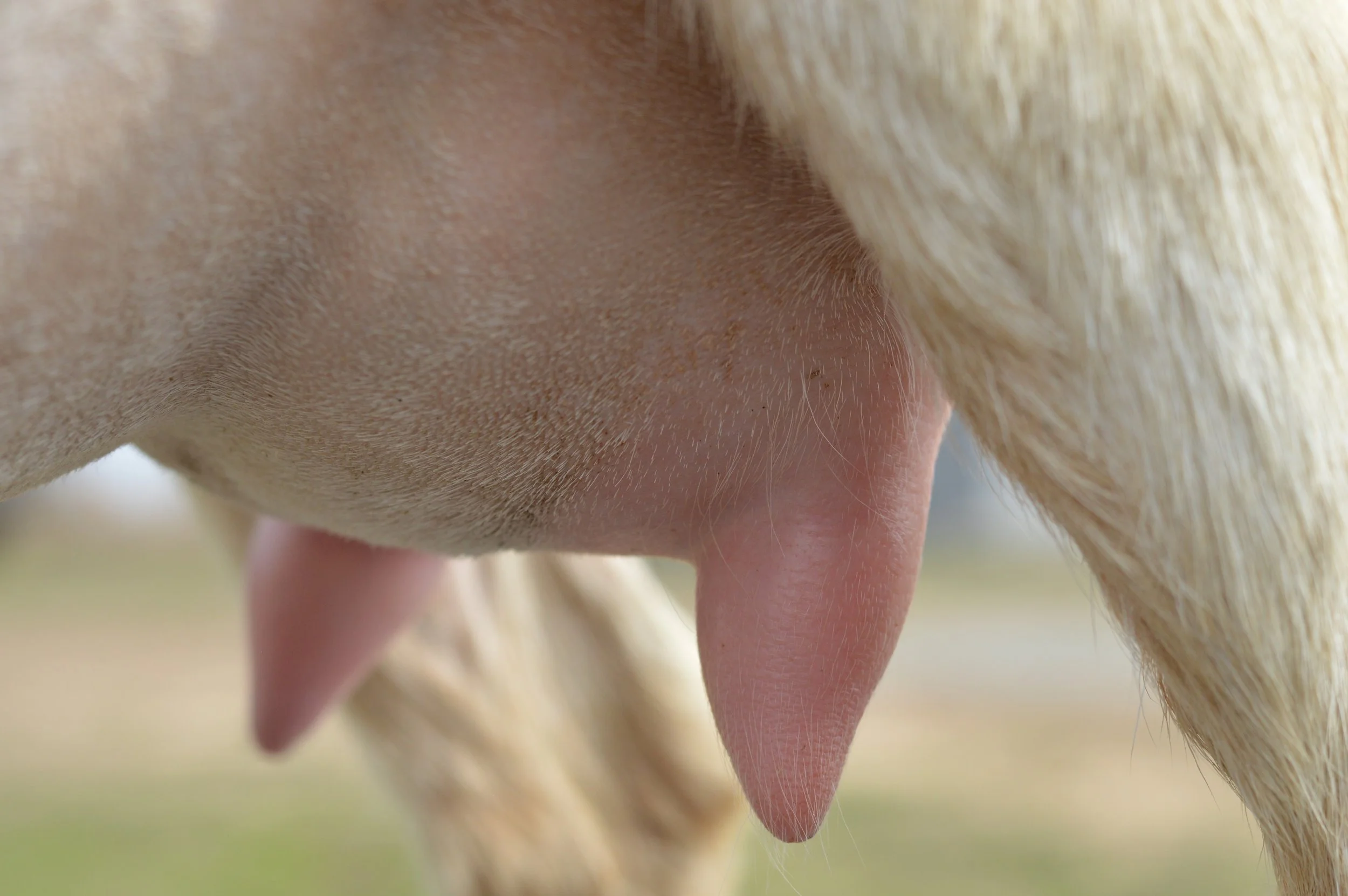 Second freshening, photo taken 03/01/2023 (freshened 02/17/2023)