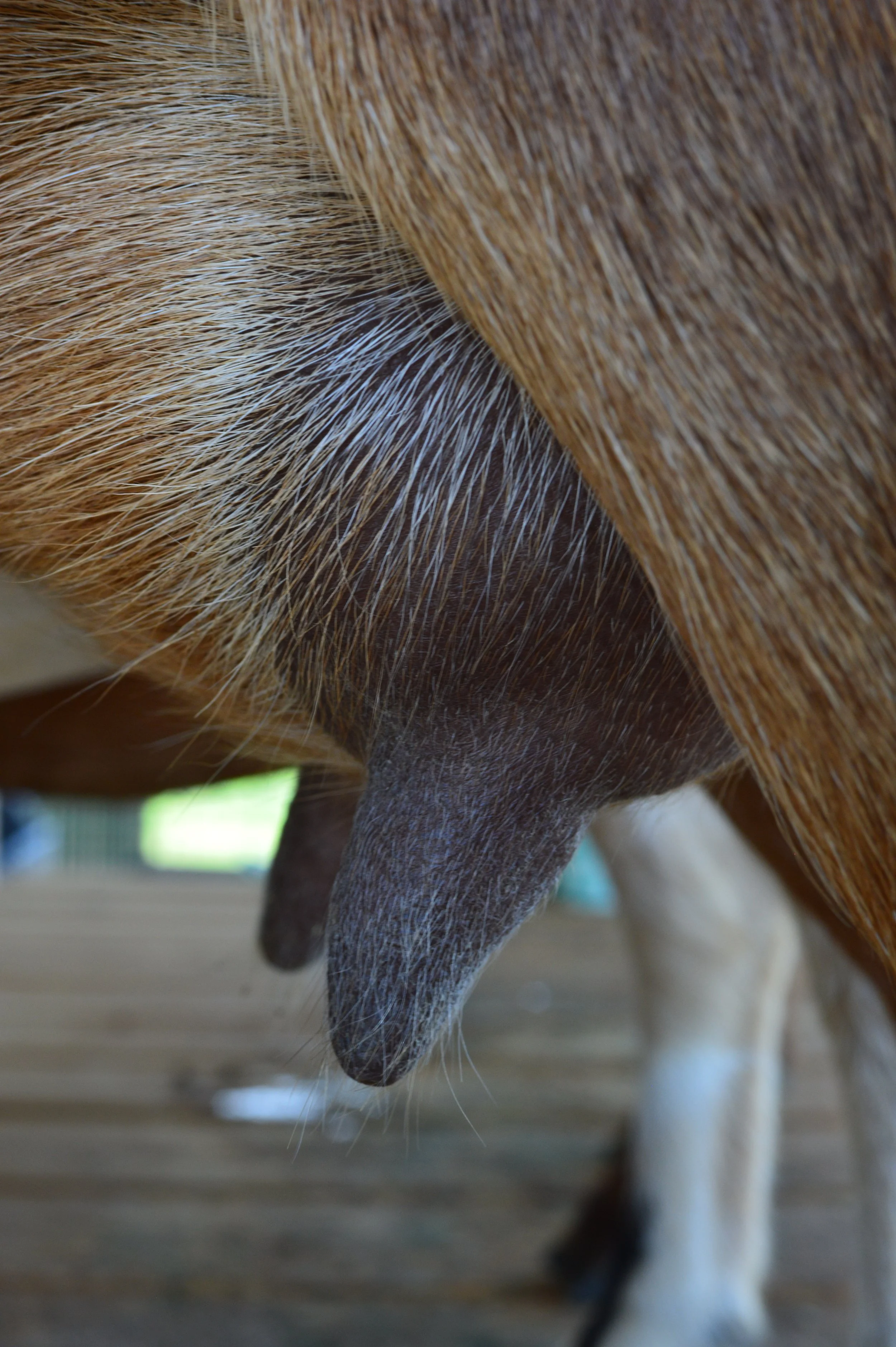 Love's first freshening, photo taken 07/27/2023 (freshened 03/10/2023)