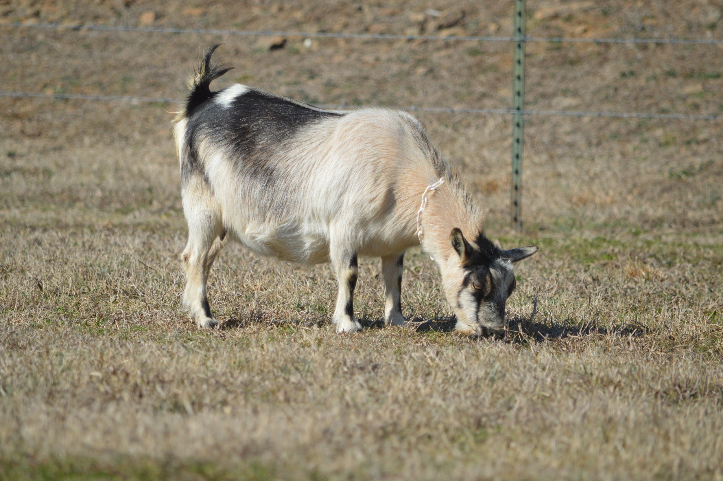 Lucia pictured 2/12/26