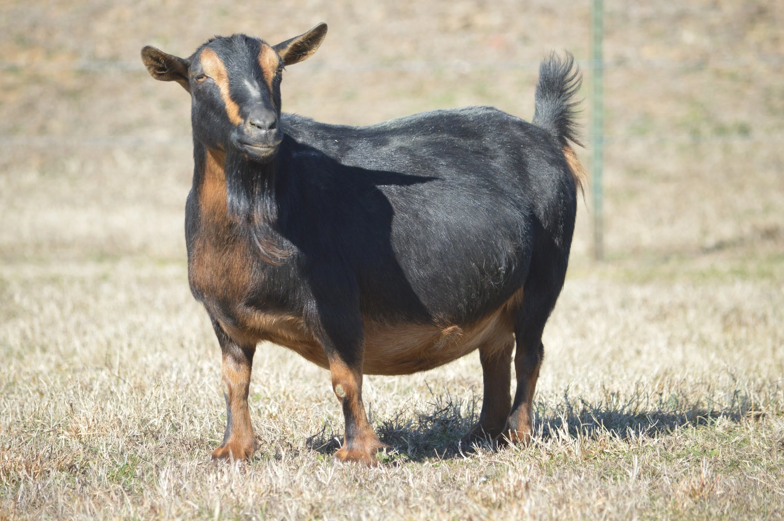 Chandelier pictured 2/12/26 at almost 9 years old