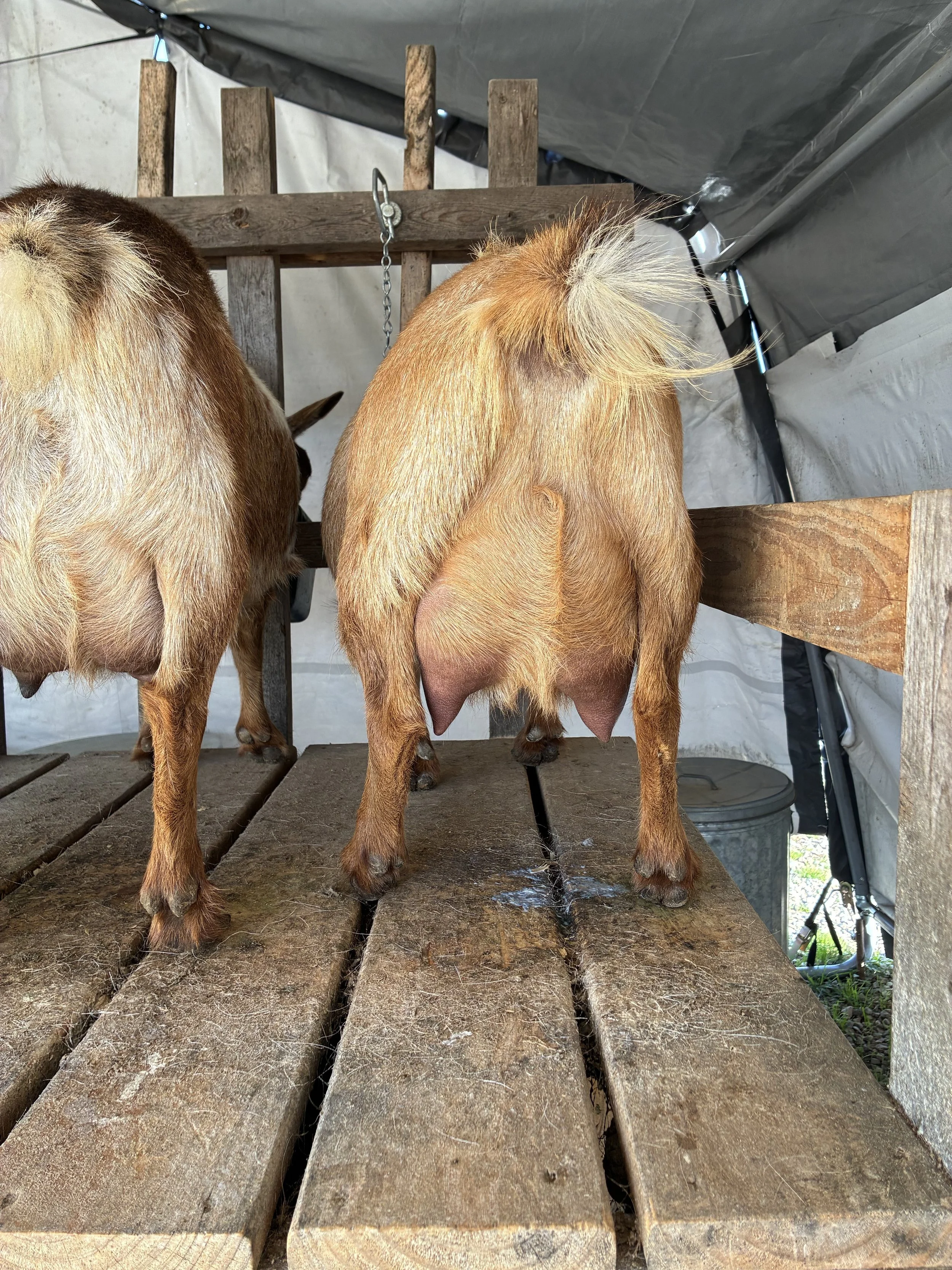 Chatter (2F) pictured 1/7/26