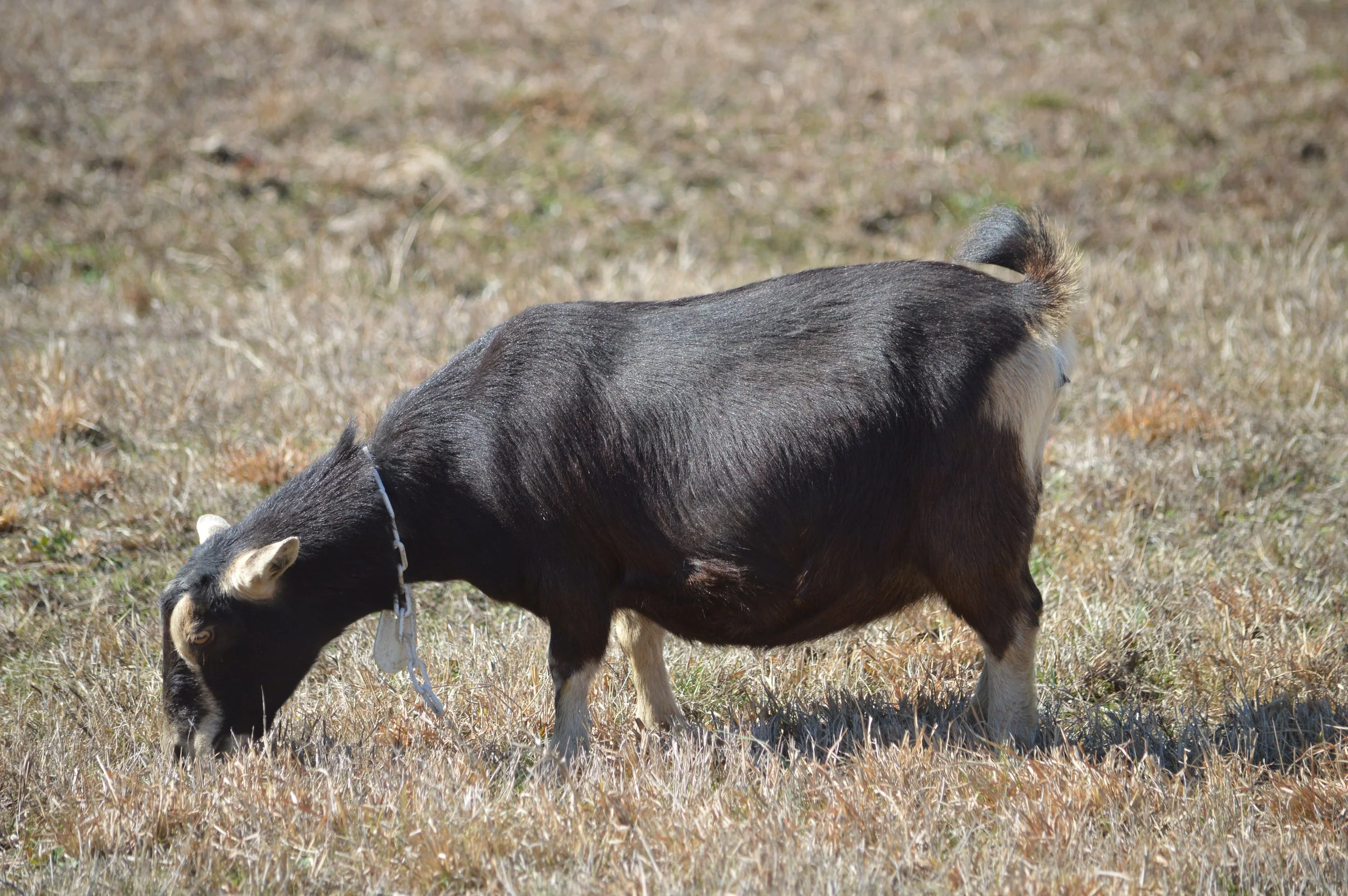 Tippy pictured 2/12/26 at 7 years old