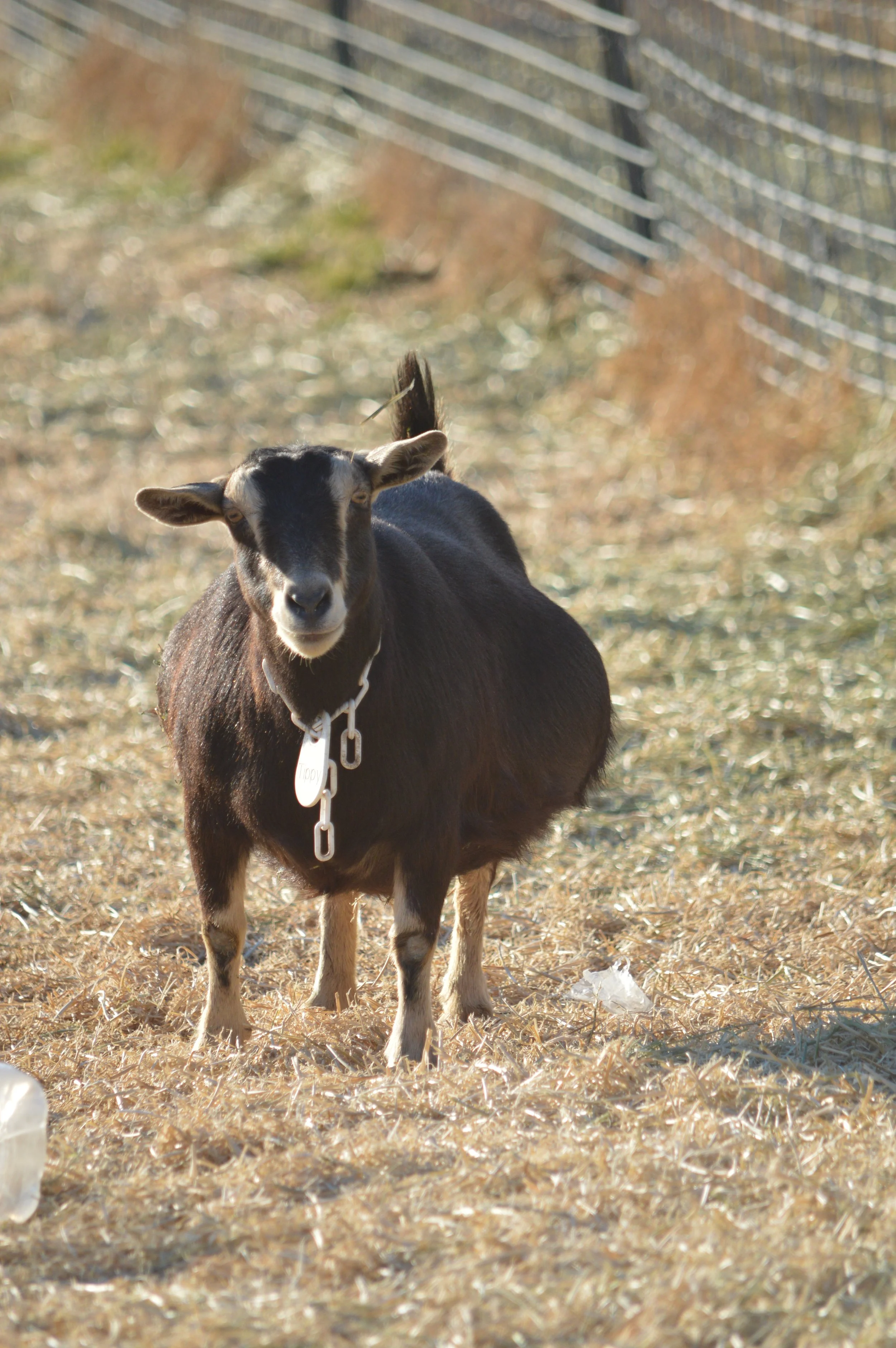 Tippy pictured 2/12/26 at 7 years old
