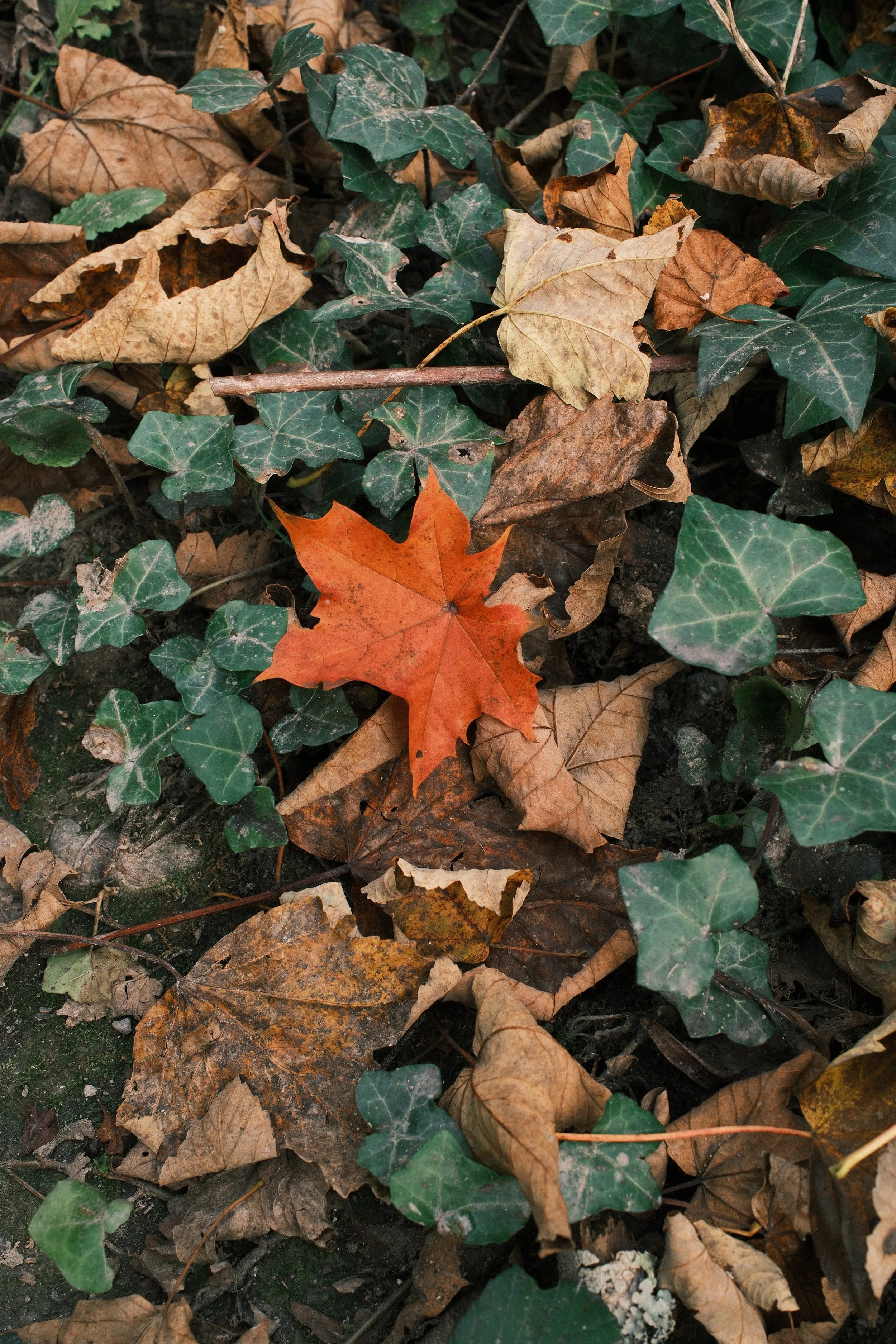 Autumnal Arundel, Sussex.