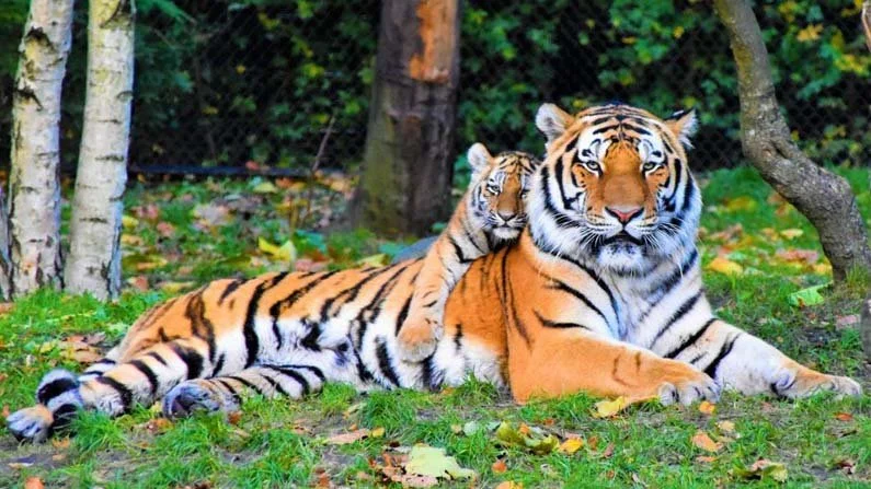 Tiger World