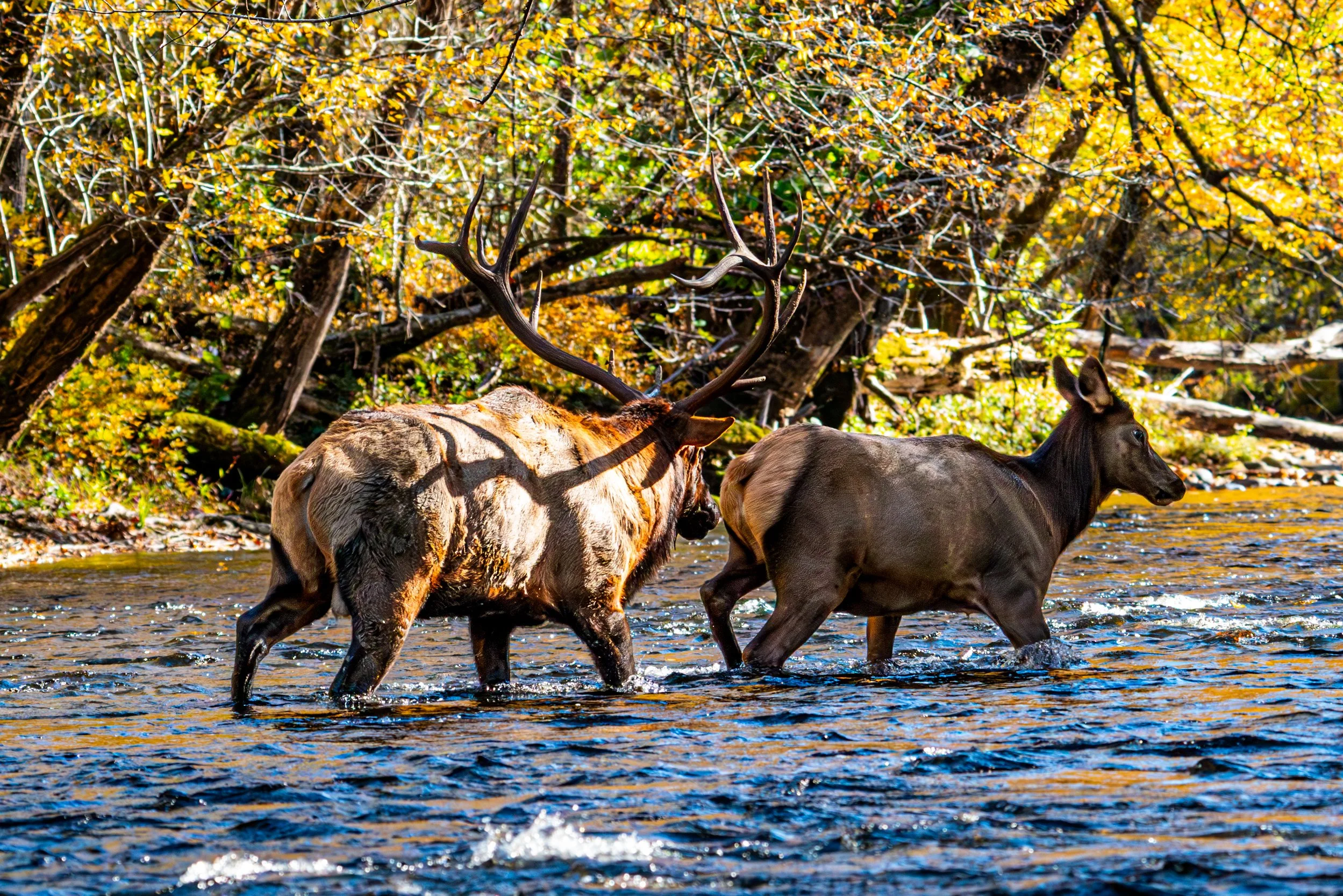 elk 23-47.jpg