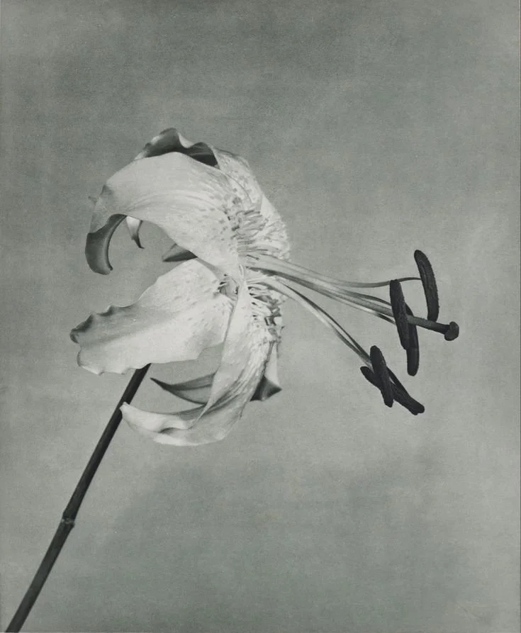 robert mapplethorpe.jpg
