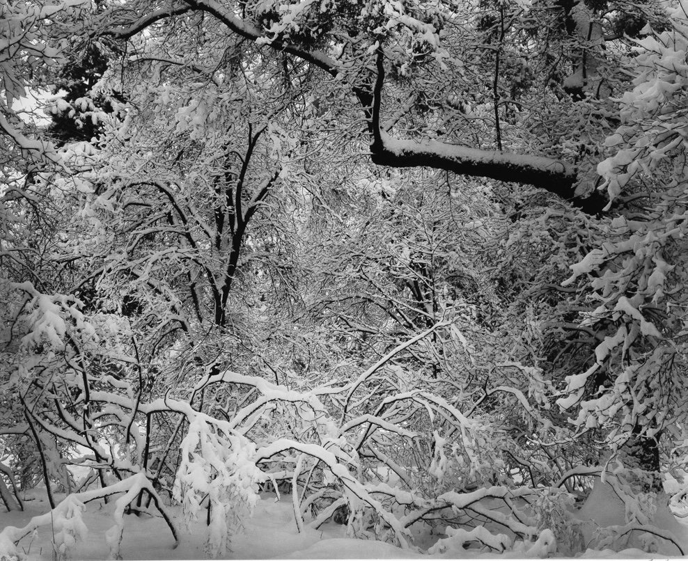 Ansel_Adams_Fresh_Snow_1947_ZKFA.jpeg