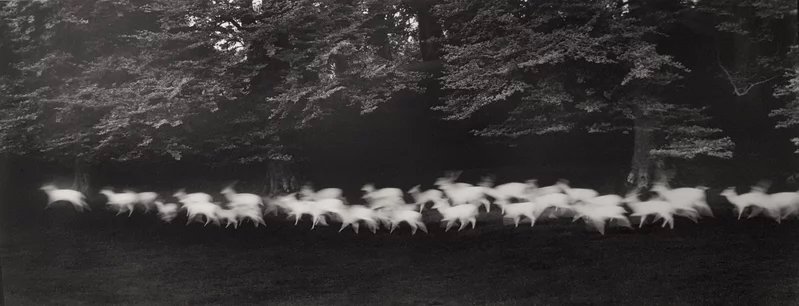 Paul_Caponigro_running_white_deer_1967.jpeg
