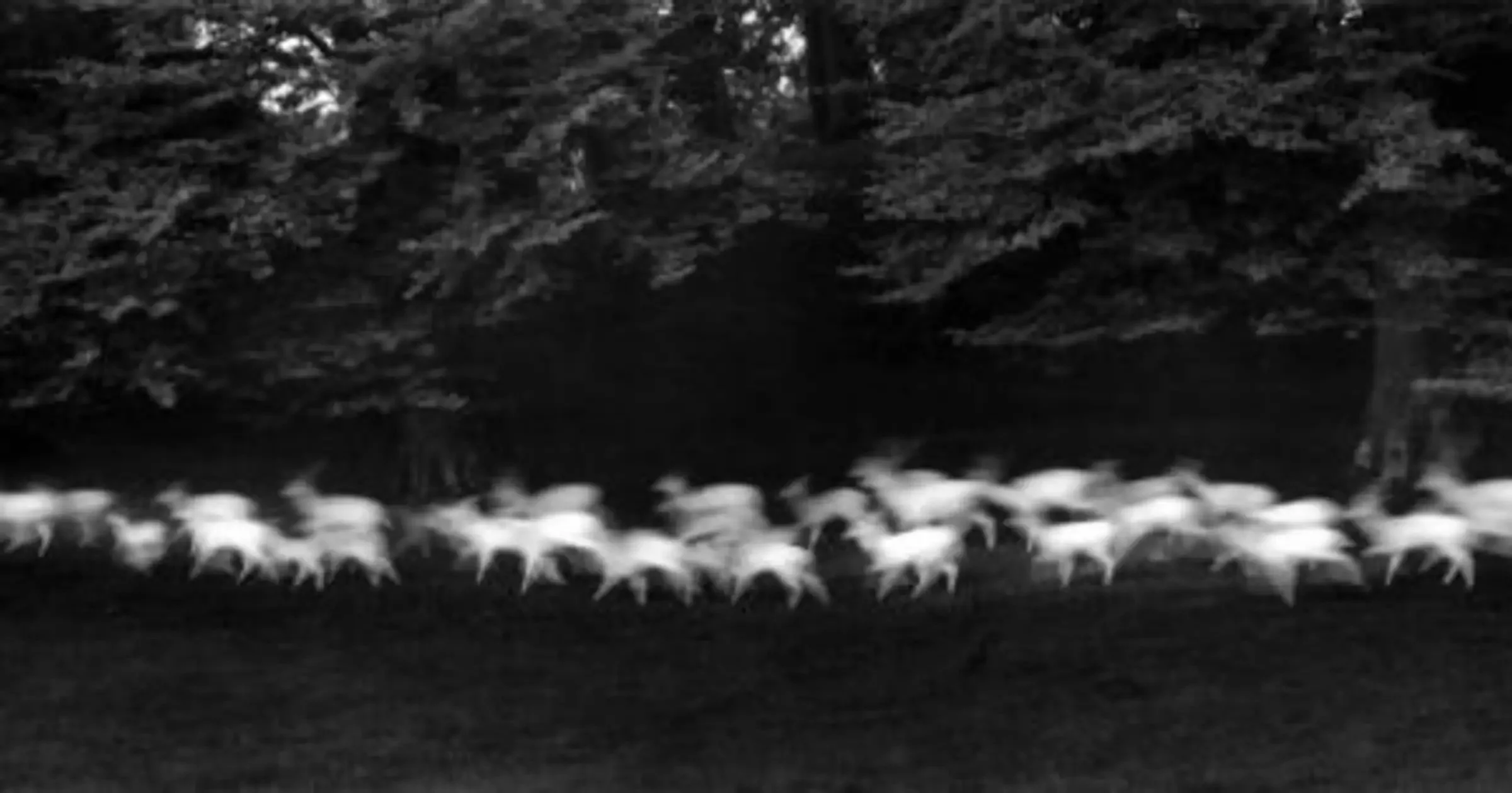 Paul Caponigro Running White Deer.jpeg