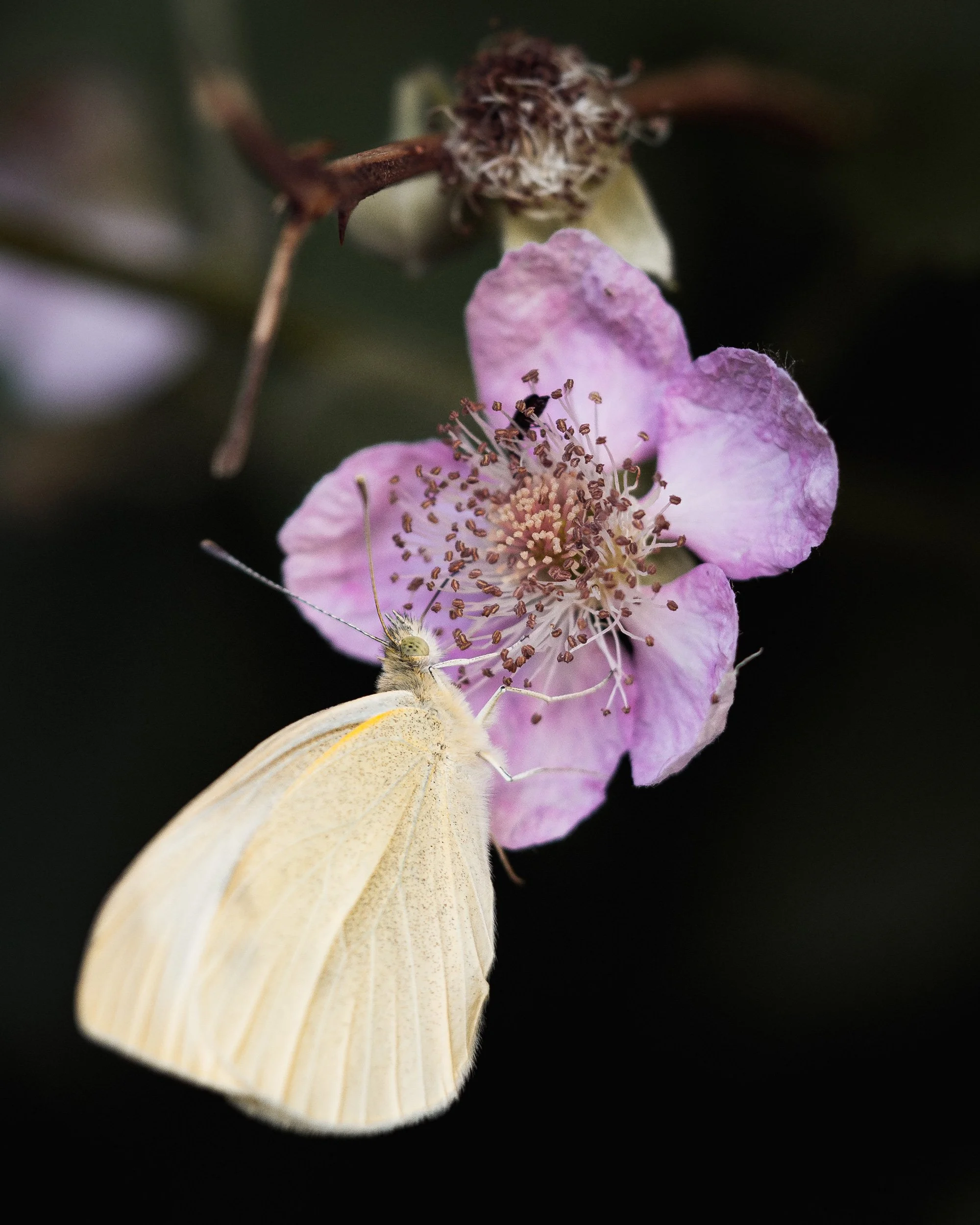 Macro photograph of a pale butterfly feeding on a pink wildflower, detailed nature close-up.