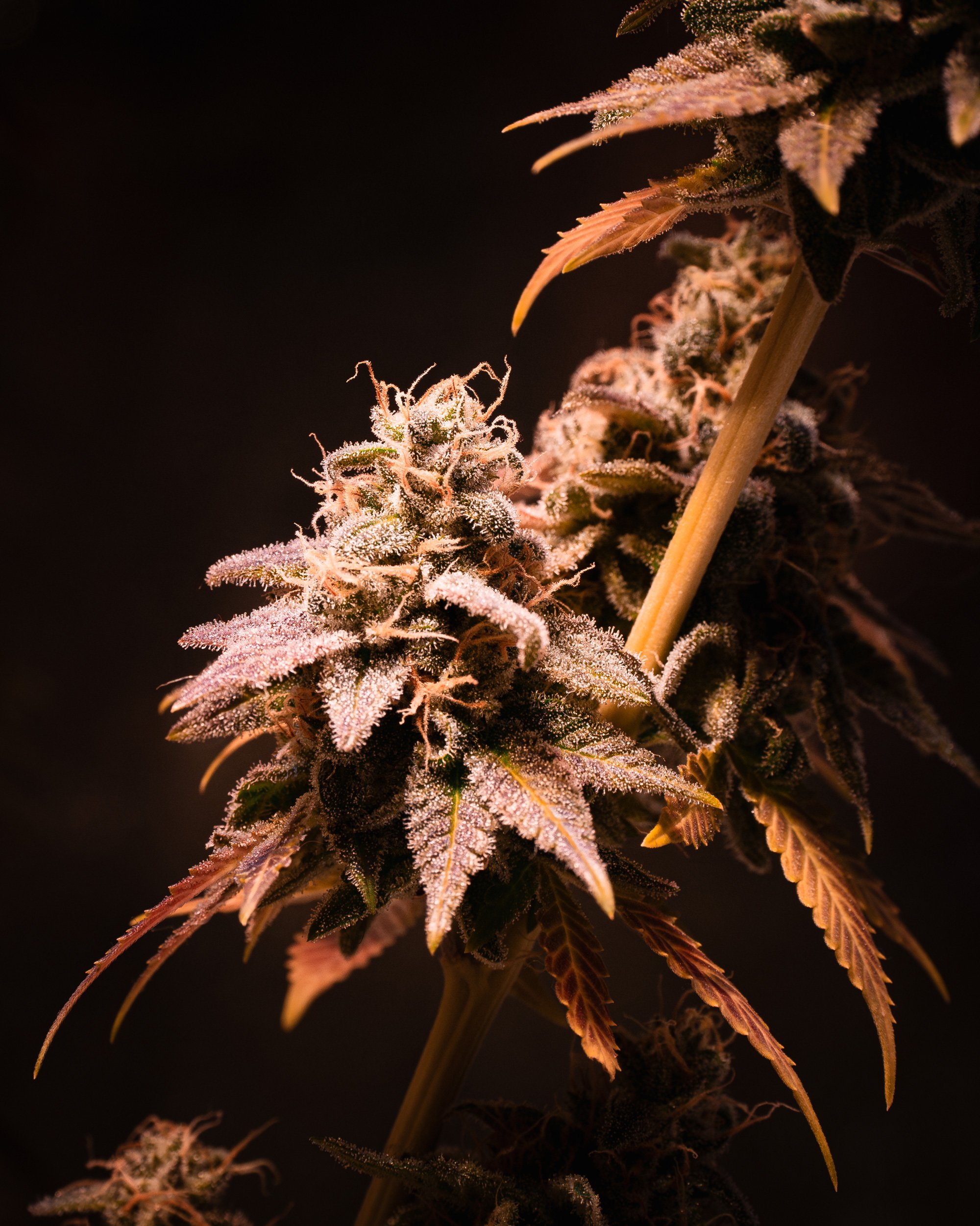 Close-up macro photograph of a cannabis flower highlighting crystal trichomes and intricate plant textures.