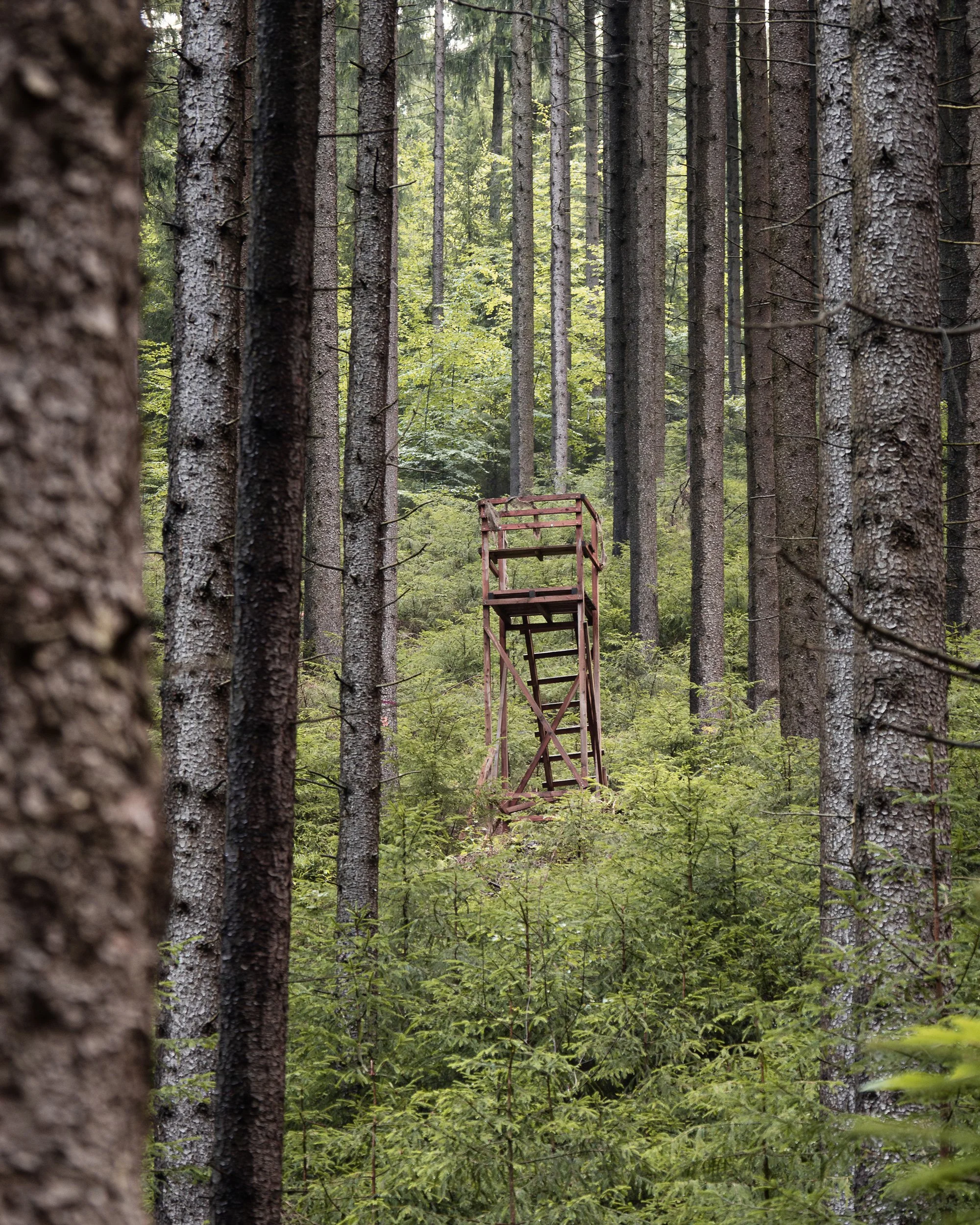 Wooden hunting tower standing among tall pine trees in a quiet European forest landscape.