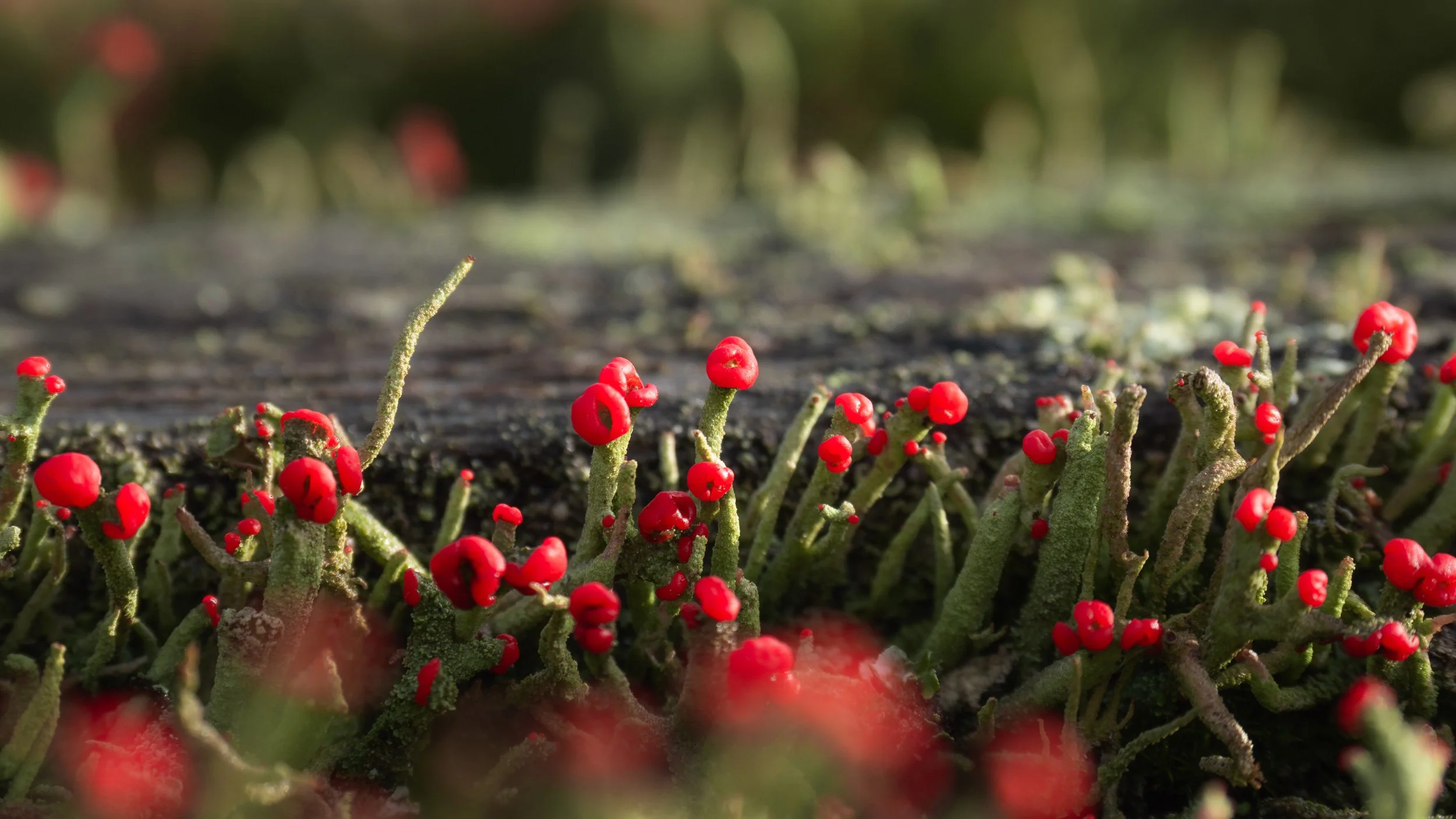 Macro photograph of red cup lichen growing on weathered wood, detailed natural forest texture.