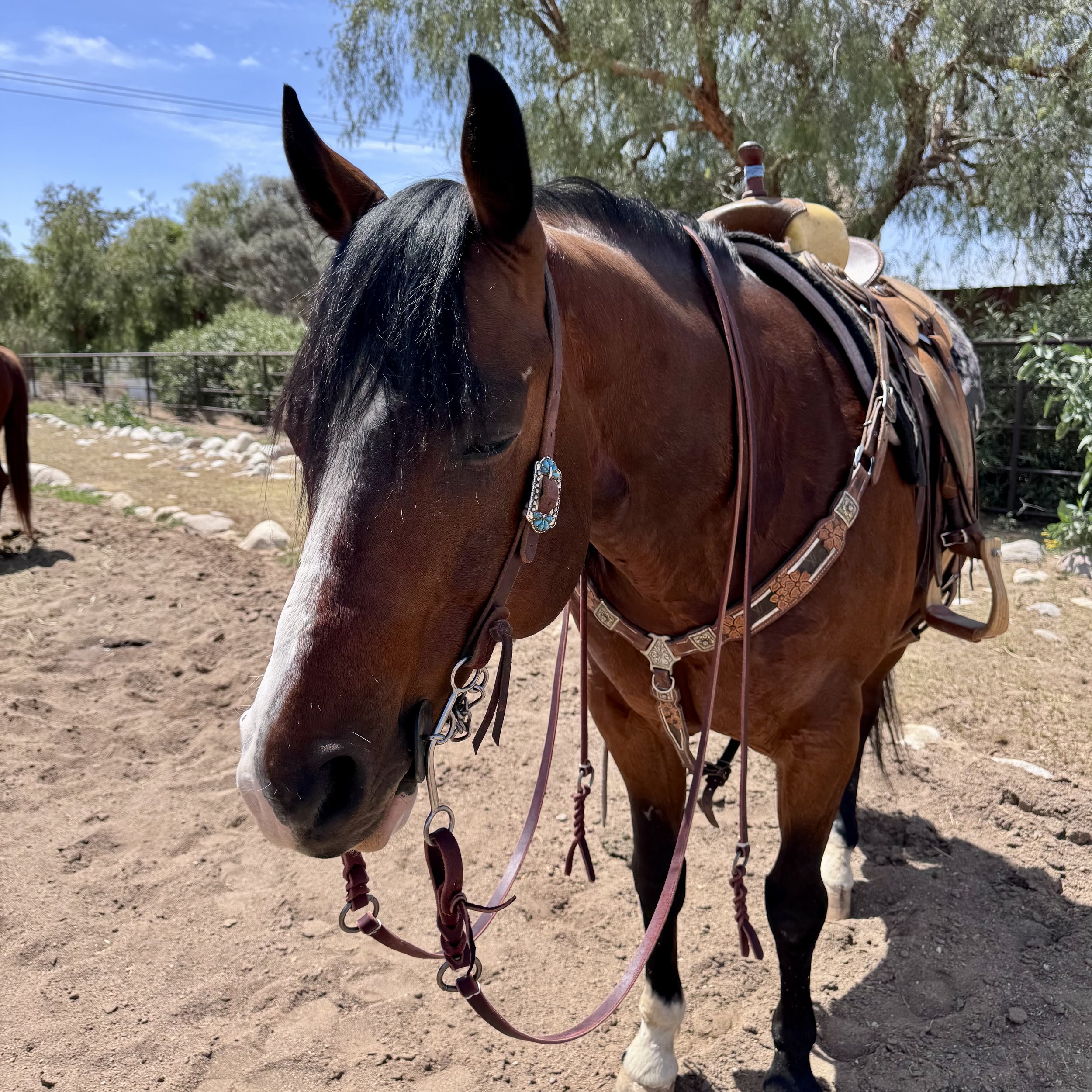 Custom Split Reins