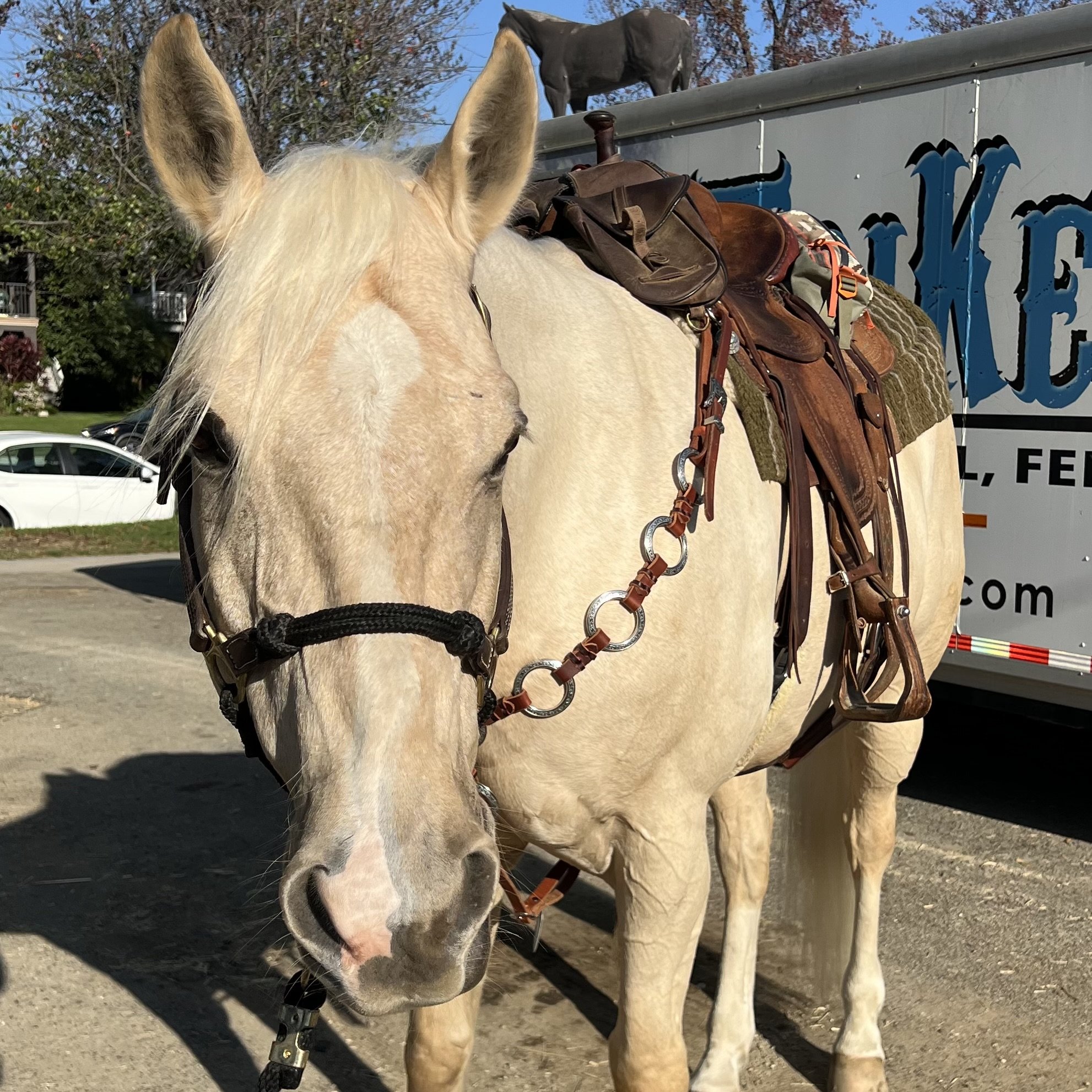 Monty Jo Breast Collar with Rings