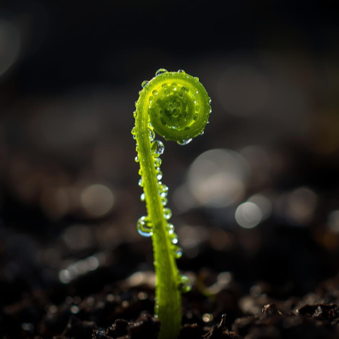 ROOTED Support- 3 Months (Paid In Full)