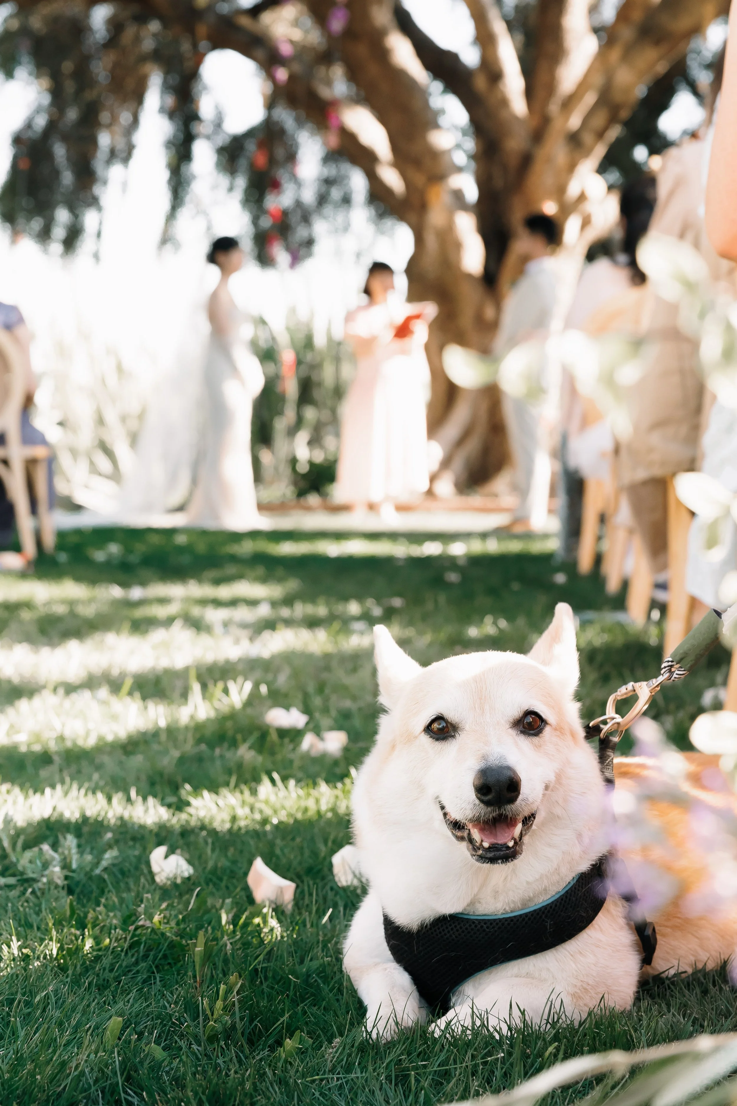 Corgi lounging on the lawn during an outdoor Bay Area wedding ceremony, couple and guests beneath a large shade tree on the front lawn of Olive Hill Estate, Petal + Salt