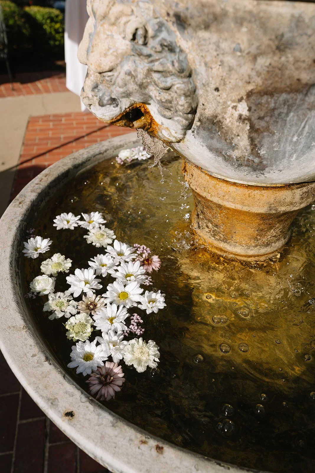 White and pink florals floating in an ornate stone lion's head fountain at Hollins House in Santa Cruz, Petal and Salt Floral