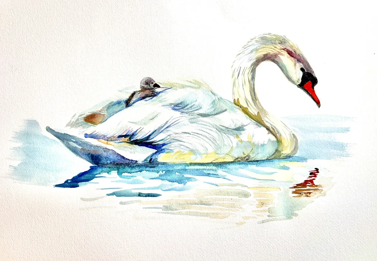 FLOS_Swan_2026©JJPotter copy.webp