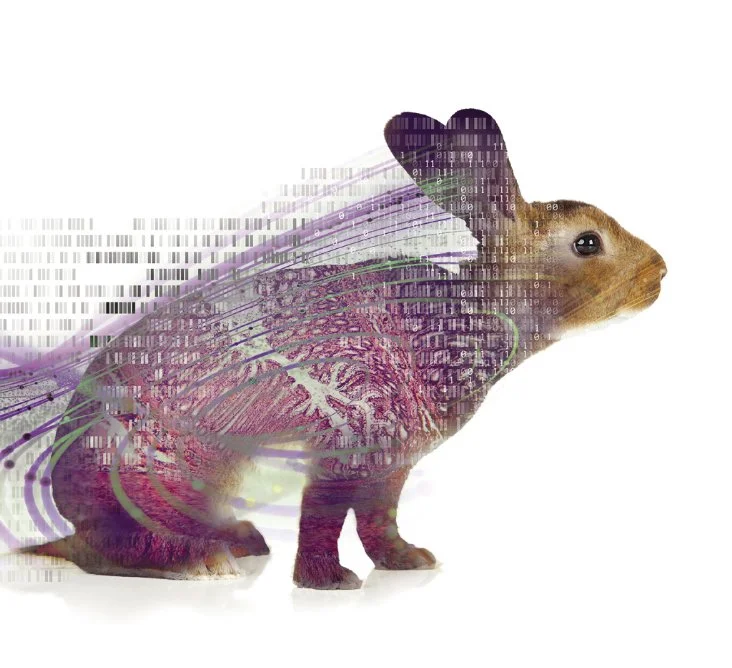 Prospectus design with rabbit