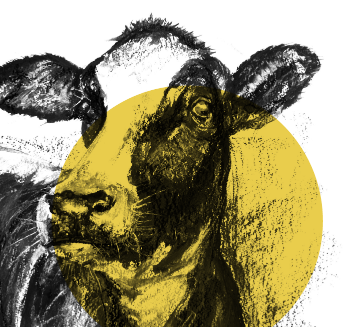 Cow illustration for Charolais Gardens