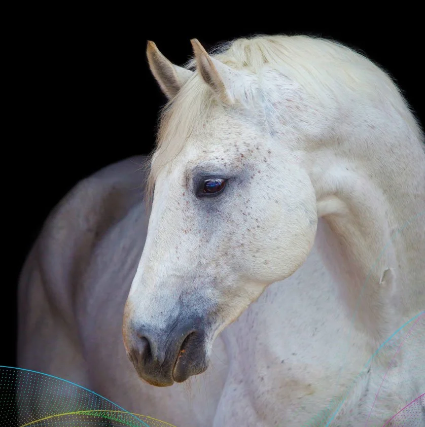 RVC London Vet Show Stand