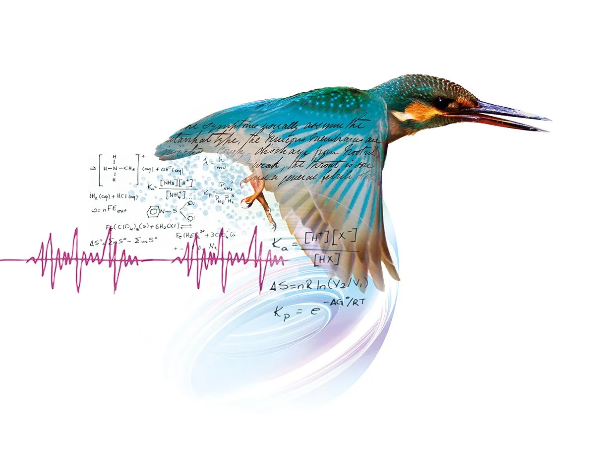 RVC_2026-27_Kingfisher8_crop_web.jpg