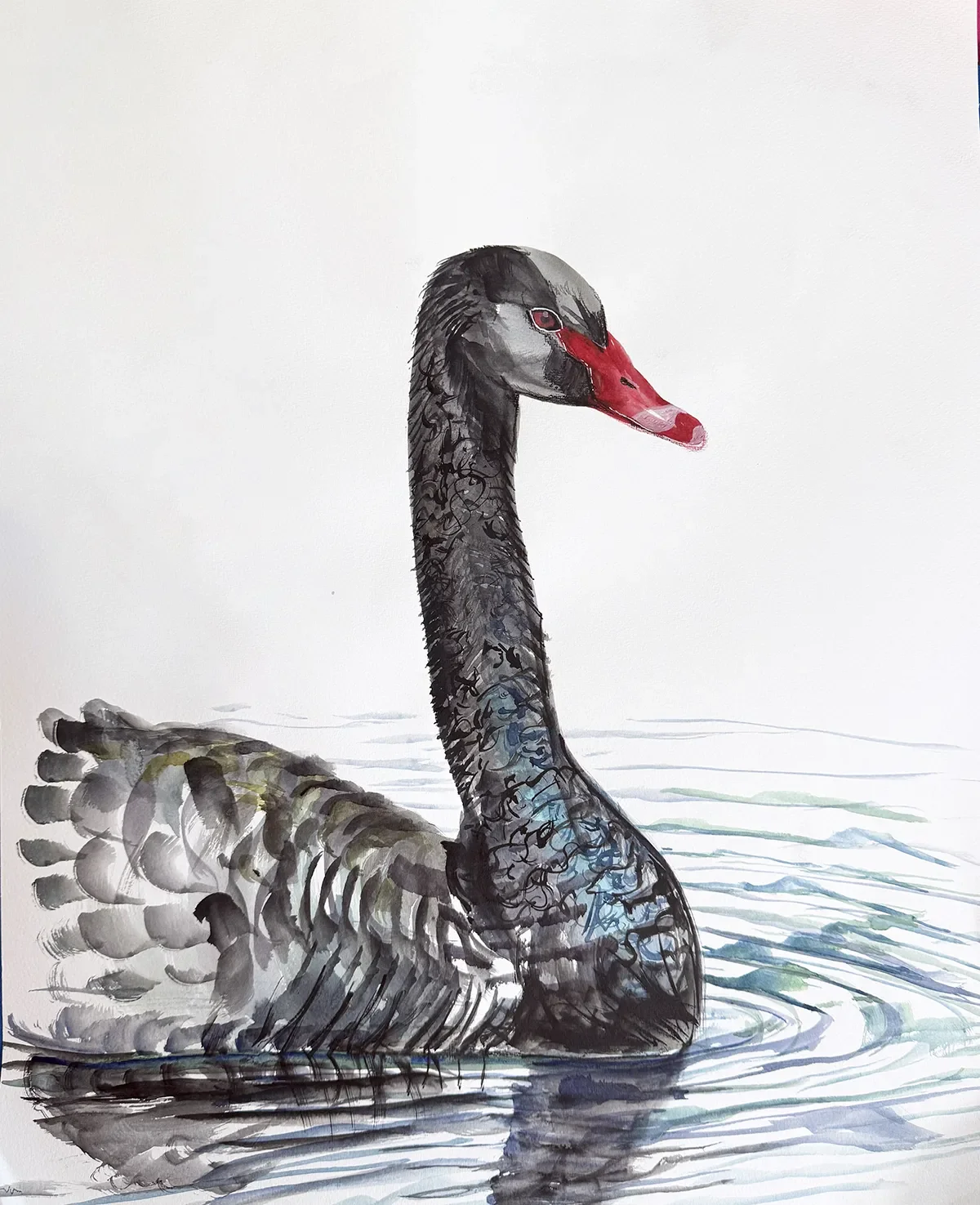 BlackSwan©JoannaJPotter_web.webp