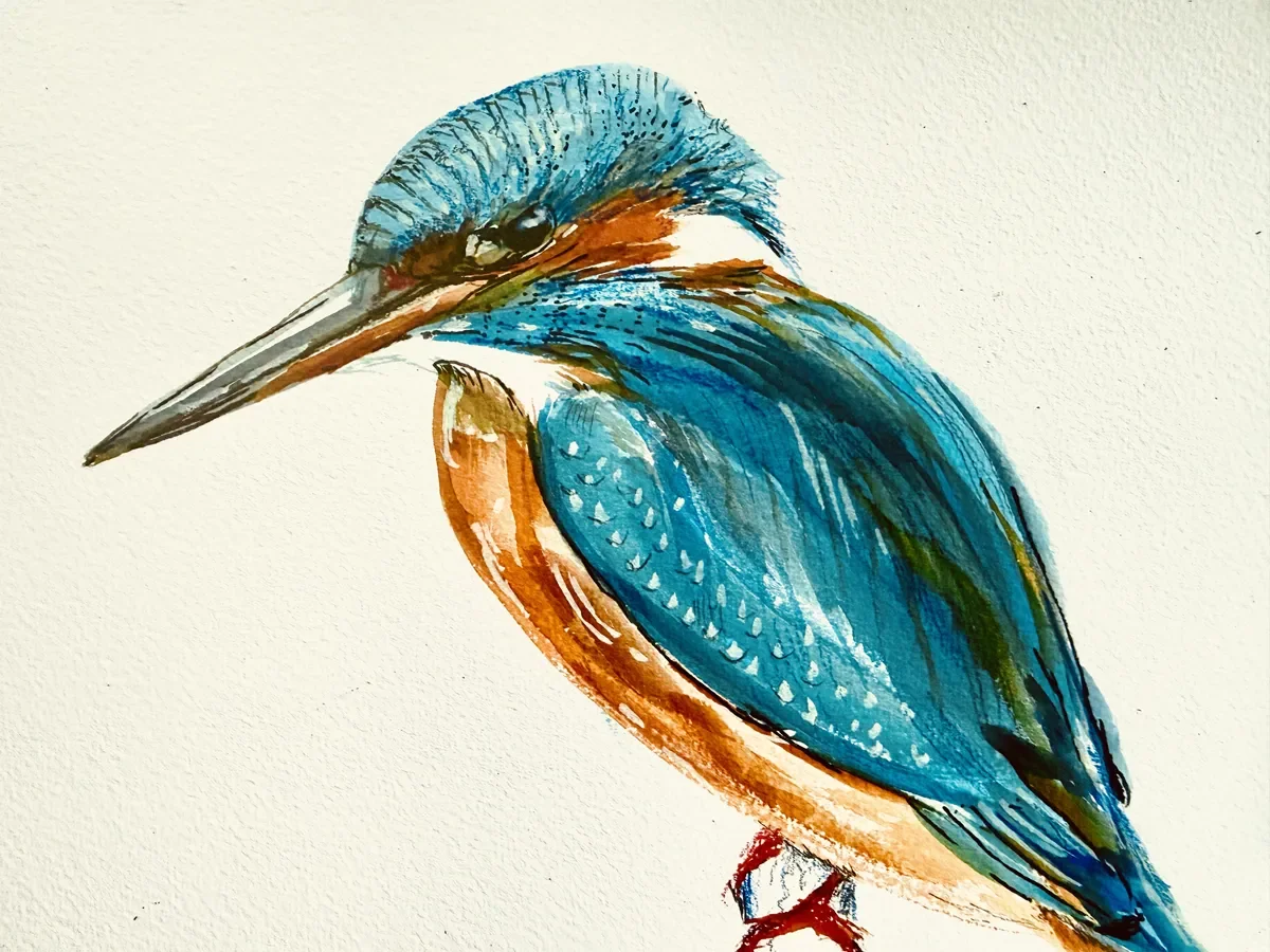 FLOS_Kingfisher_2026©JJPotter copy.webp