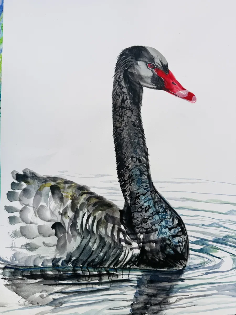 FLOS_BlackSwan_2026©JJPotter copy.webp