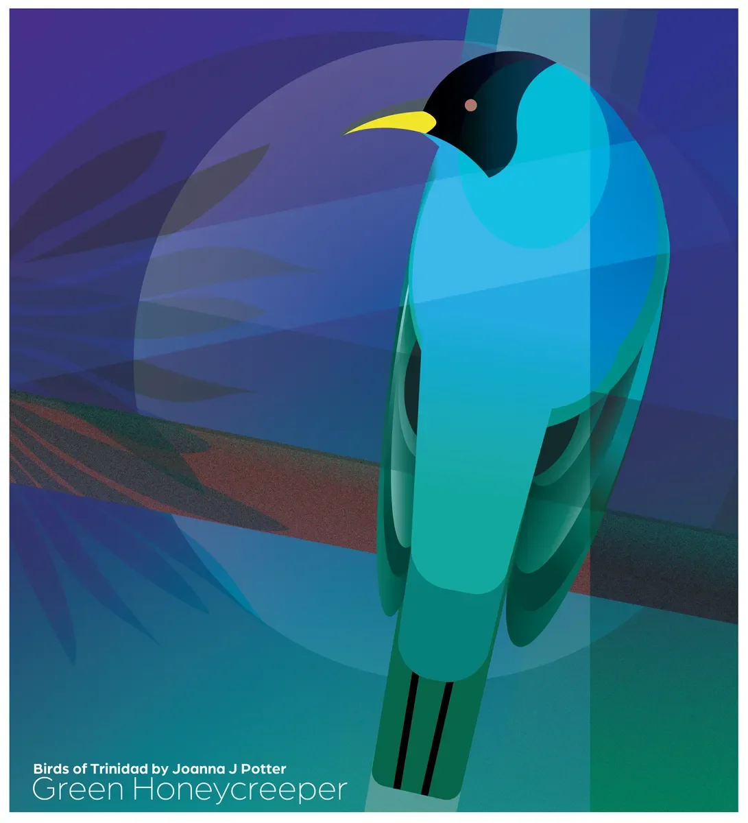 GreenHoneycreeper©JJpotter copy.webp