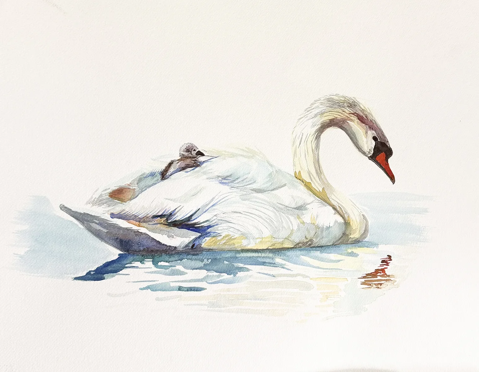 Swan&Cygnet©JoannaJPotter_web.webp