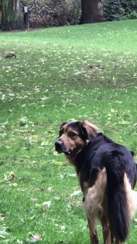 Animated GIF-downsized_large.gif