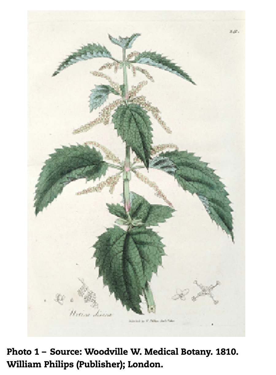 nettle picture.png