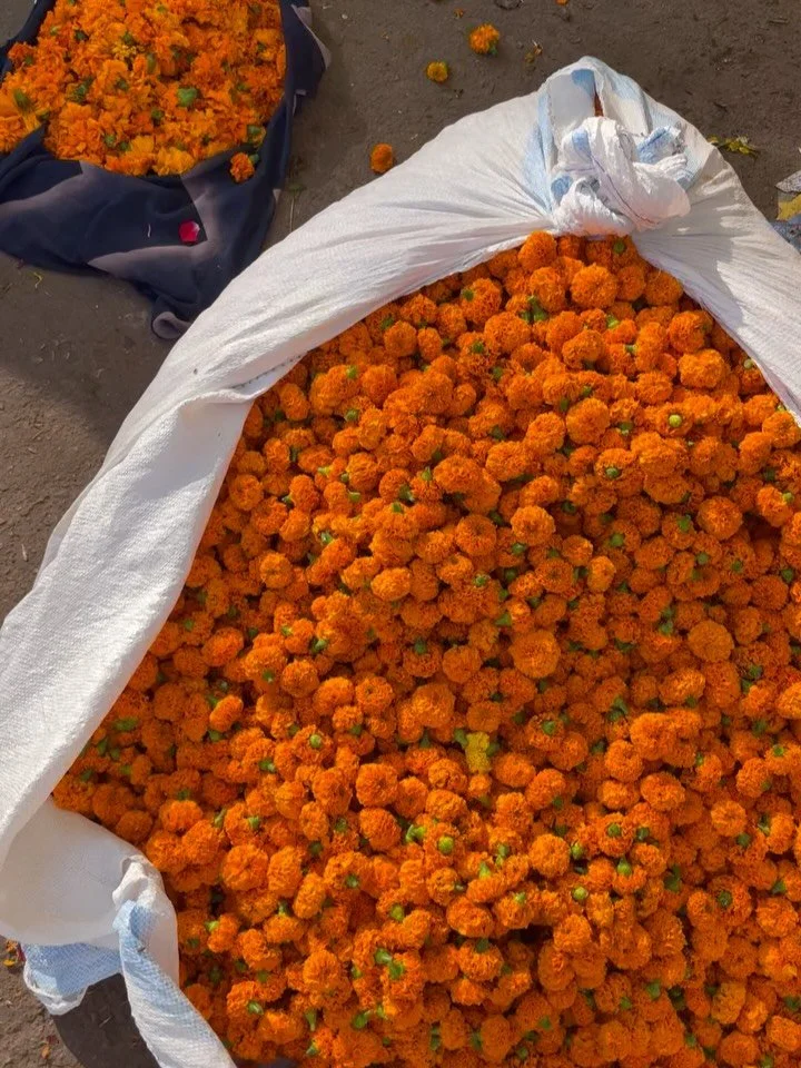 A sea of colour exploring Jaipur&rsquo;s flower markets, Hawa Mahal and an Aarti ceremony yesterday. What an amazing experience! Thank you @pinkcityrickshaw for taking such considered care of my guests 🌸
.
.
.
#jaipur #india #sundartravel #grouptrav