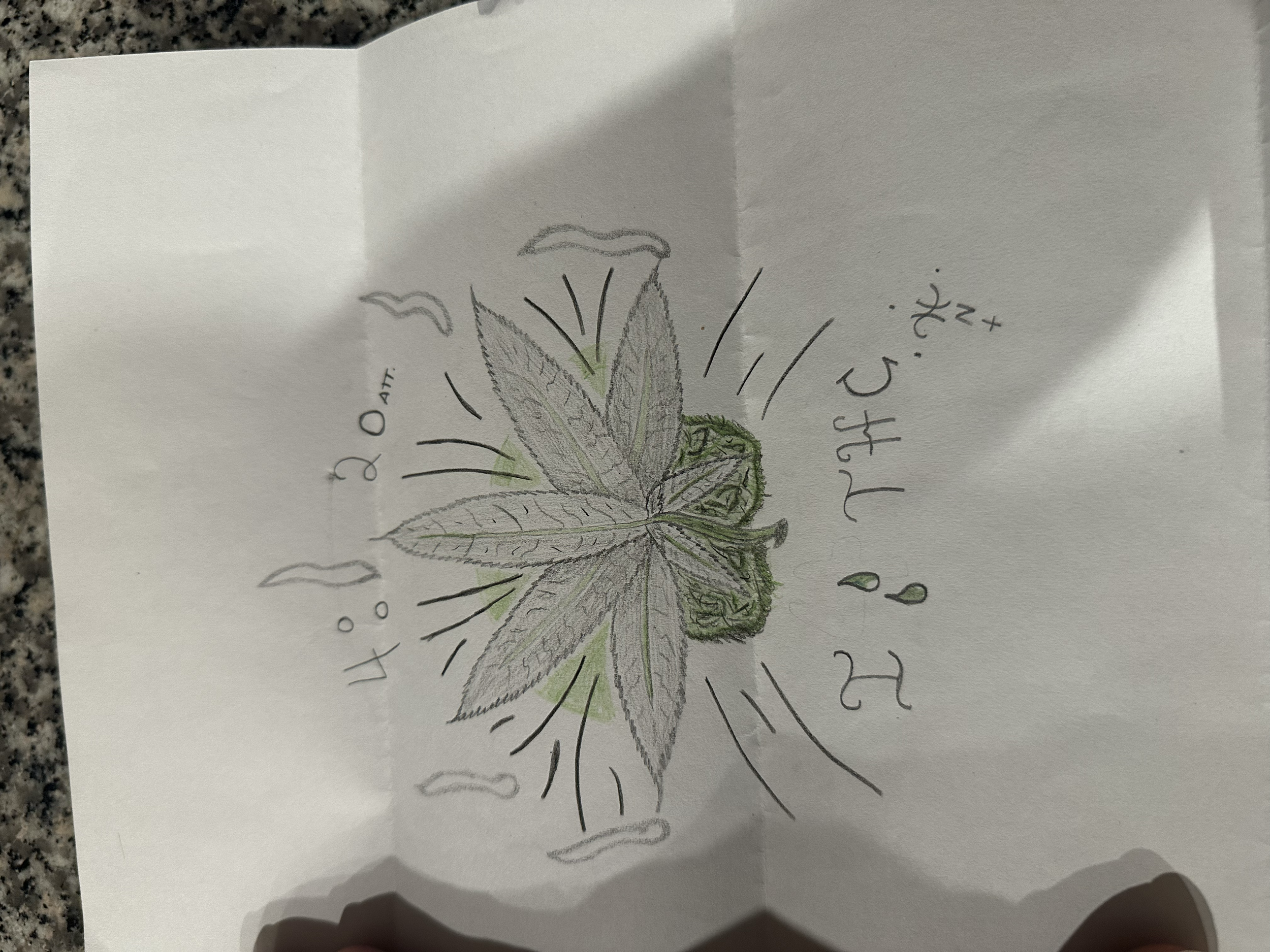 THC Flower Design (Jailhouse Exclusive)
Created by Lil' Nicky