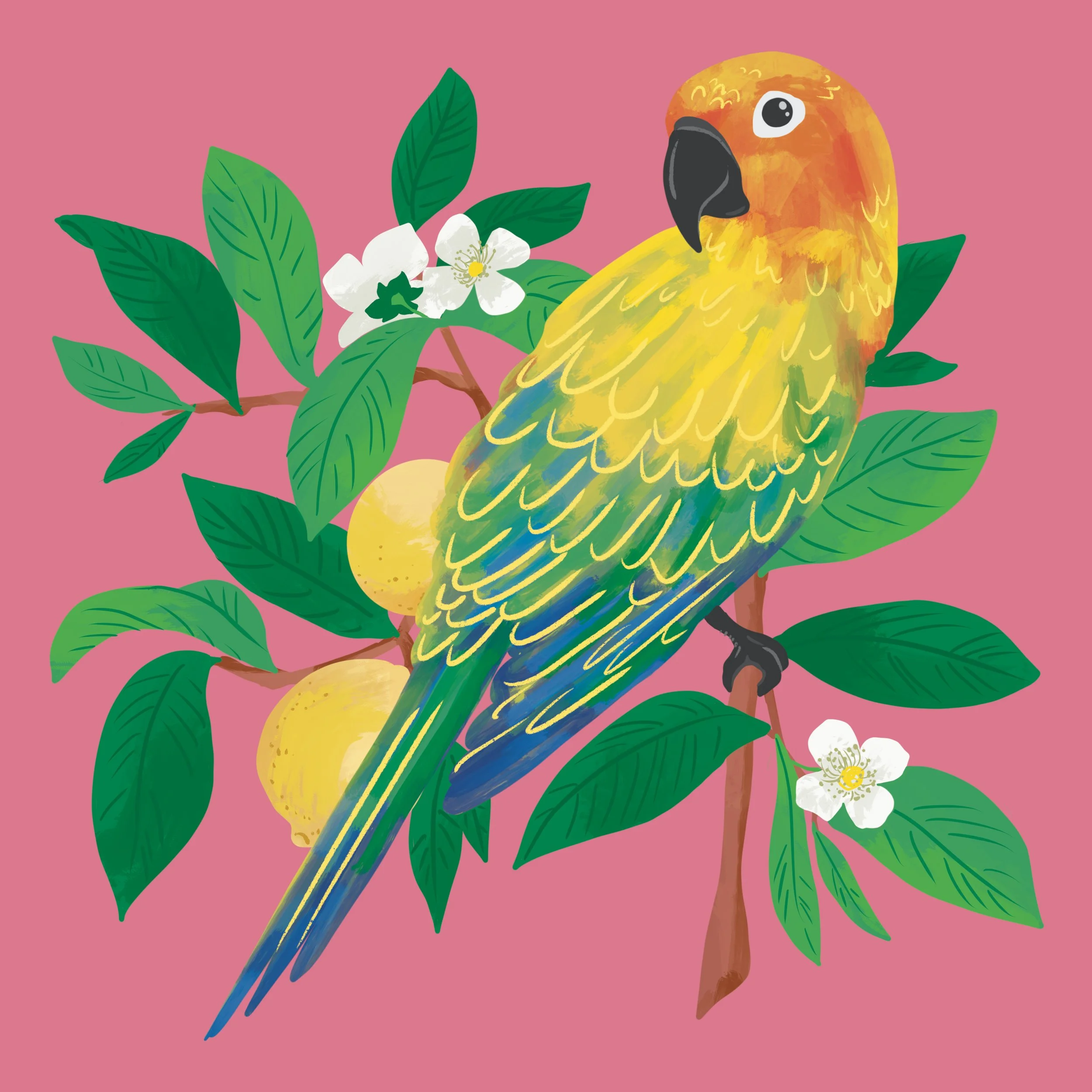 Feb-Sun Conure-Parrot.jpg